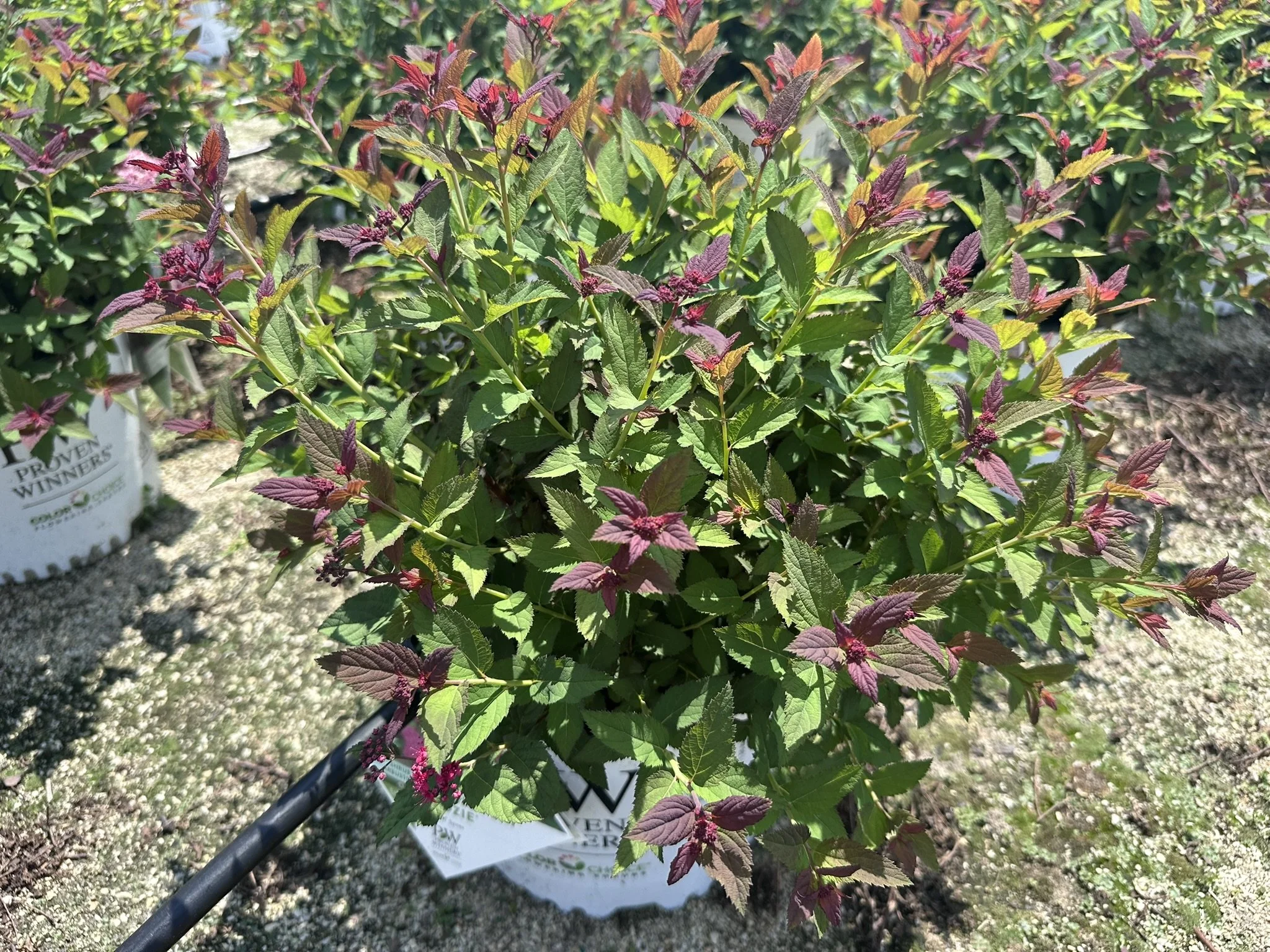 Spiraea japonica Double Play Doozie® 'NCSX2' PP30953
