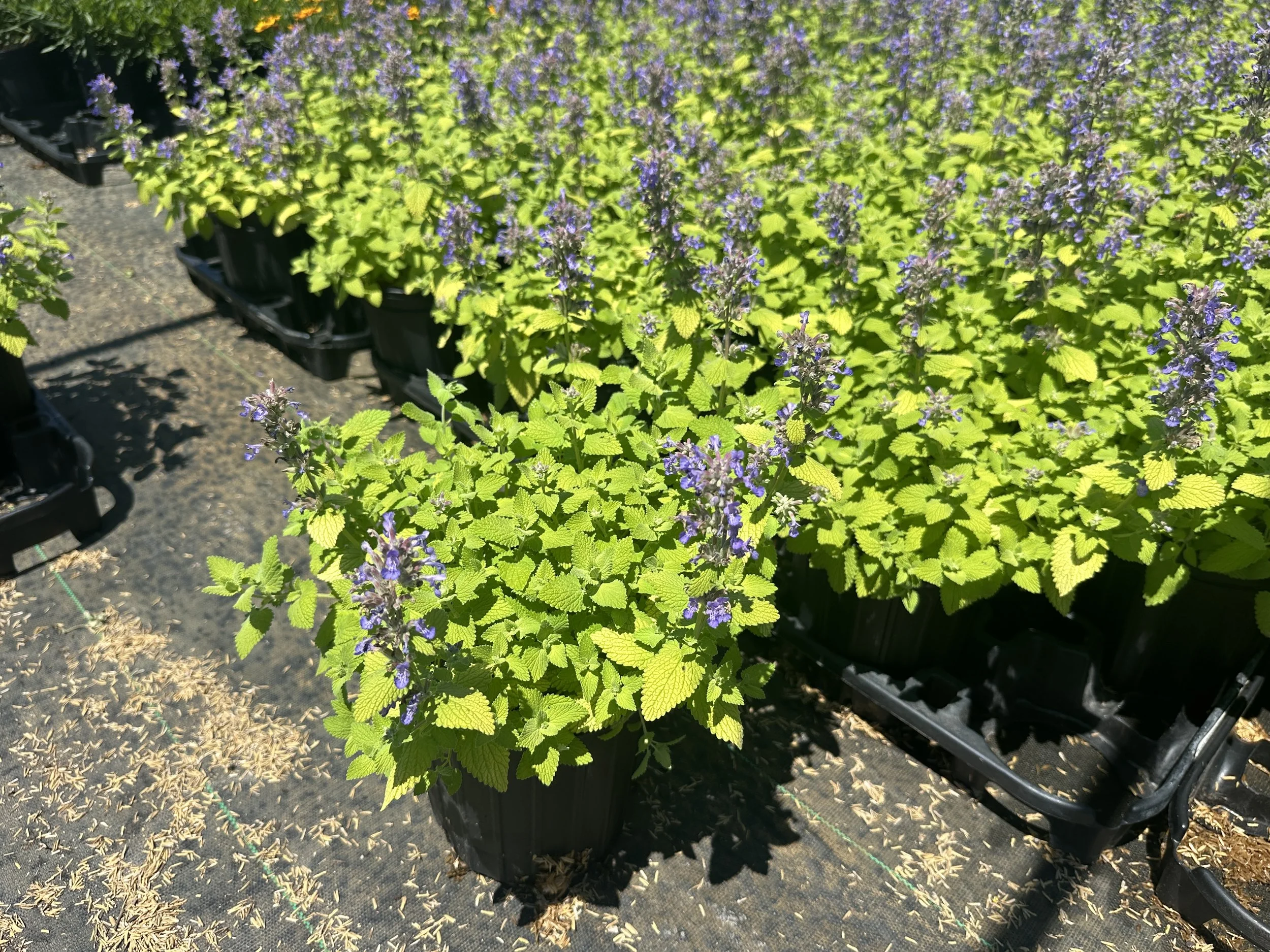 Nepeta 'Chartreuse on the Loose' PP35867
