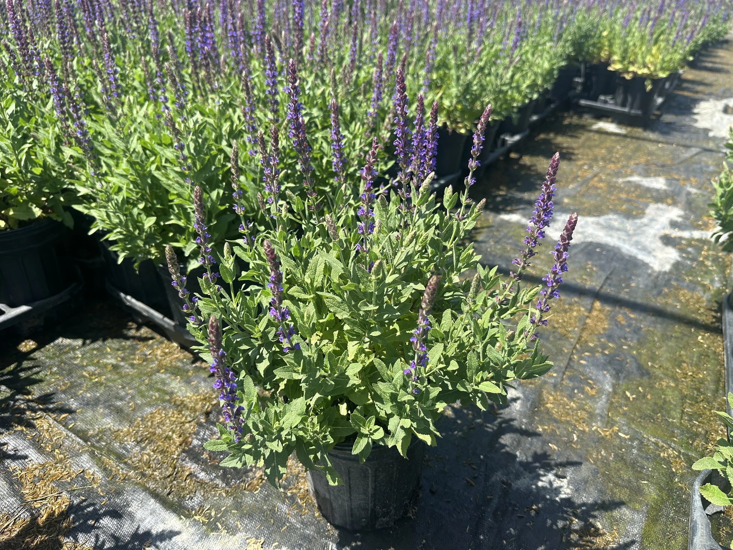 Salvia nemorosa 'East Friesland' ('Ostfriesland')