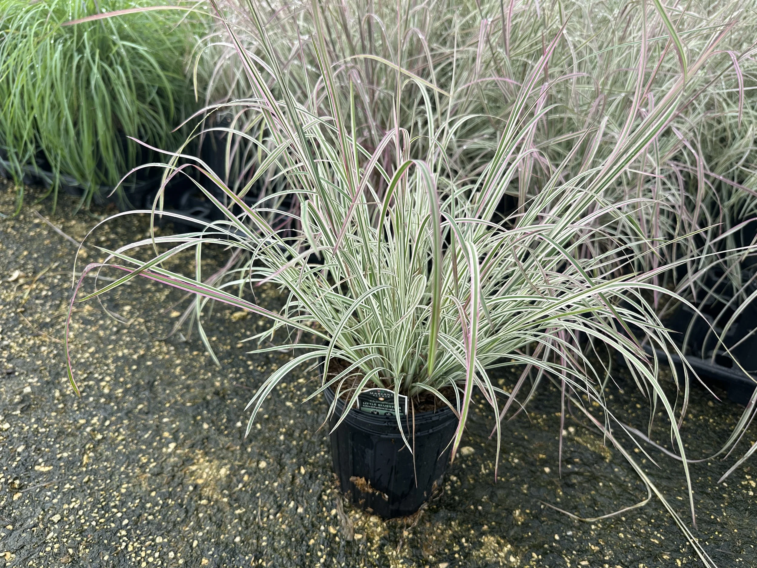 Schizachyrium Chameleon.JPG
