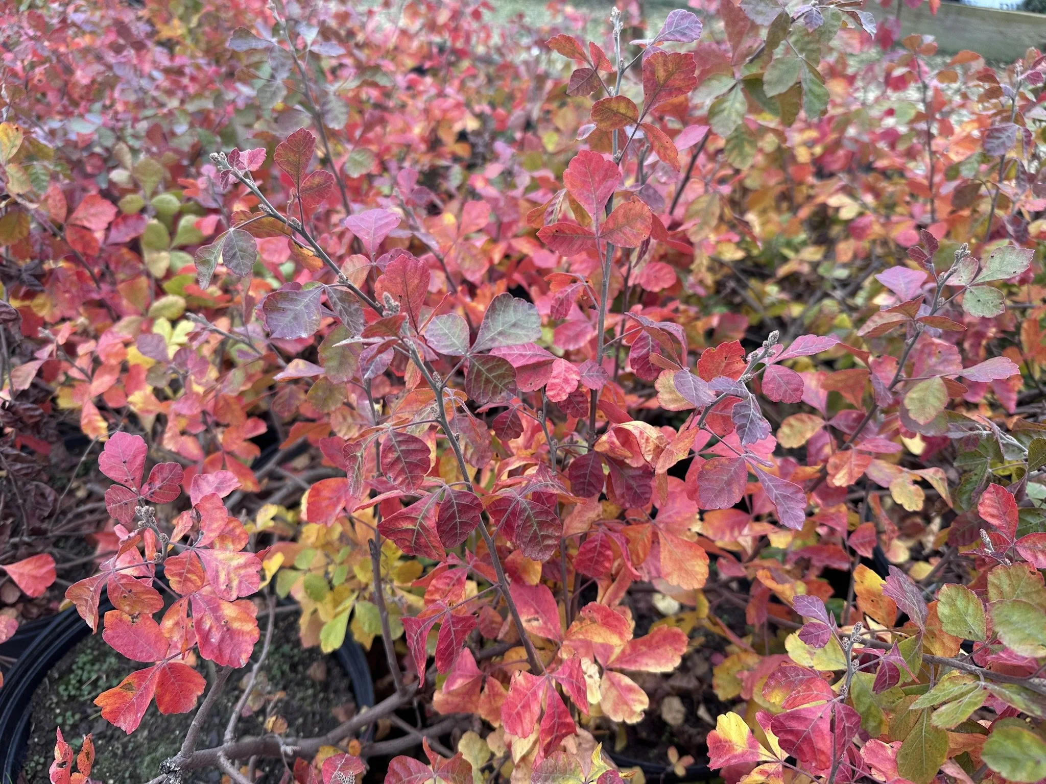 Rhus Gro-Low (dropping foliage).JPEG