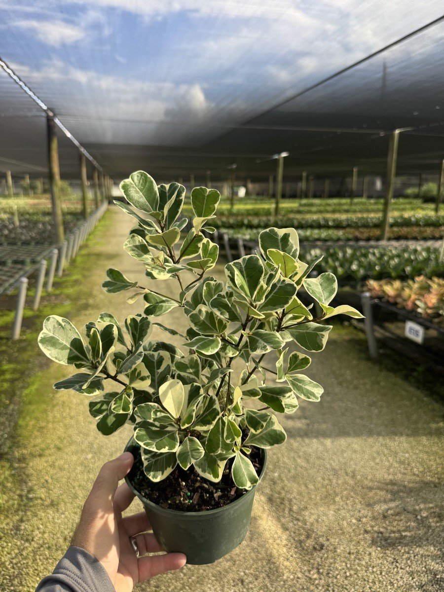 6IN Ficus Triangularis.jpg
