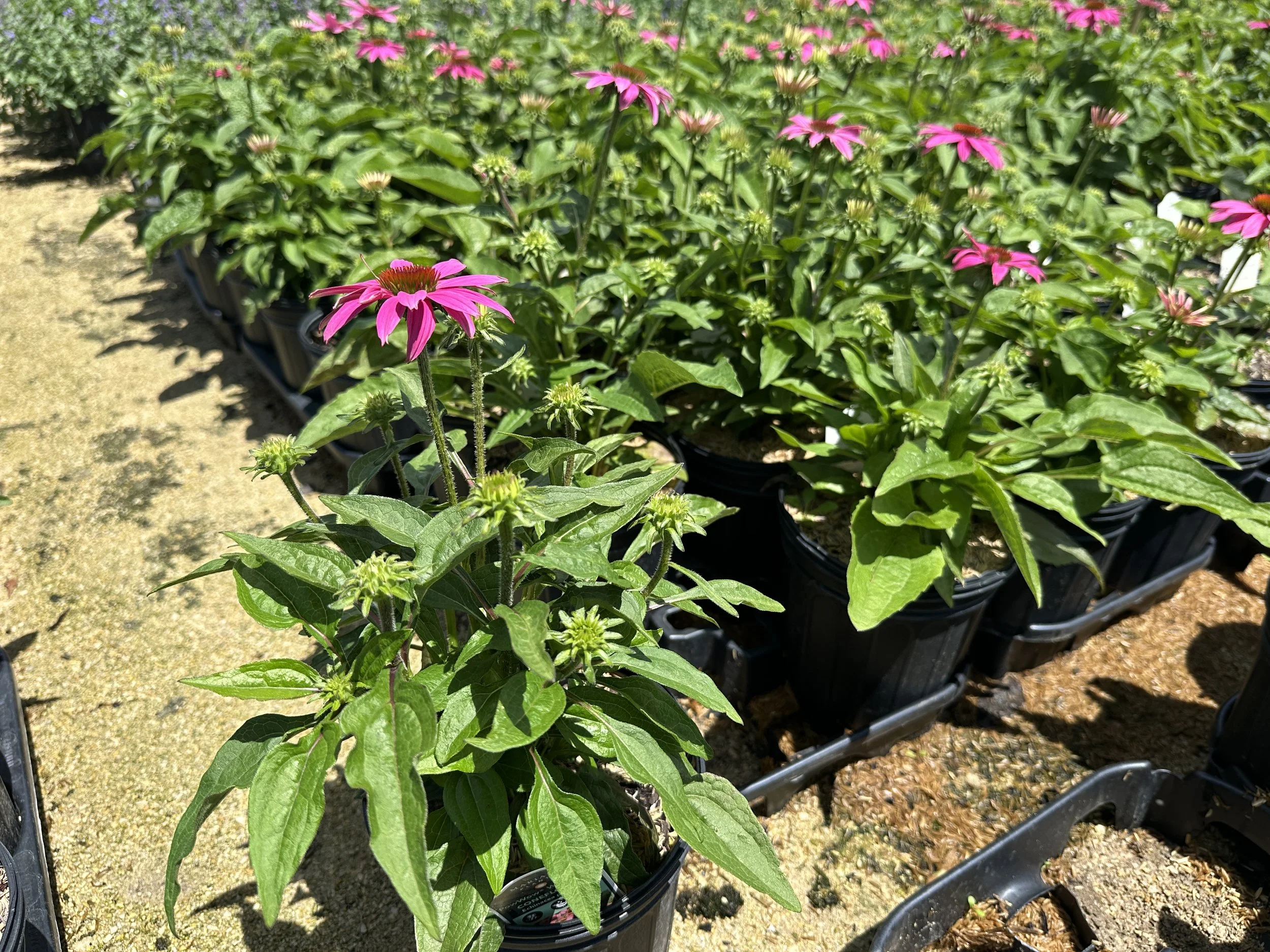 Echinacea purpurea 'PowWow Wild Berry'