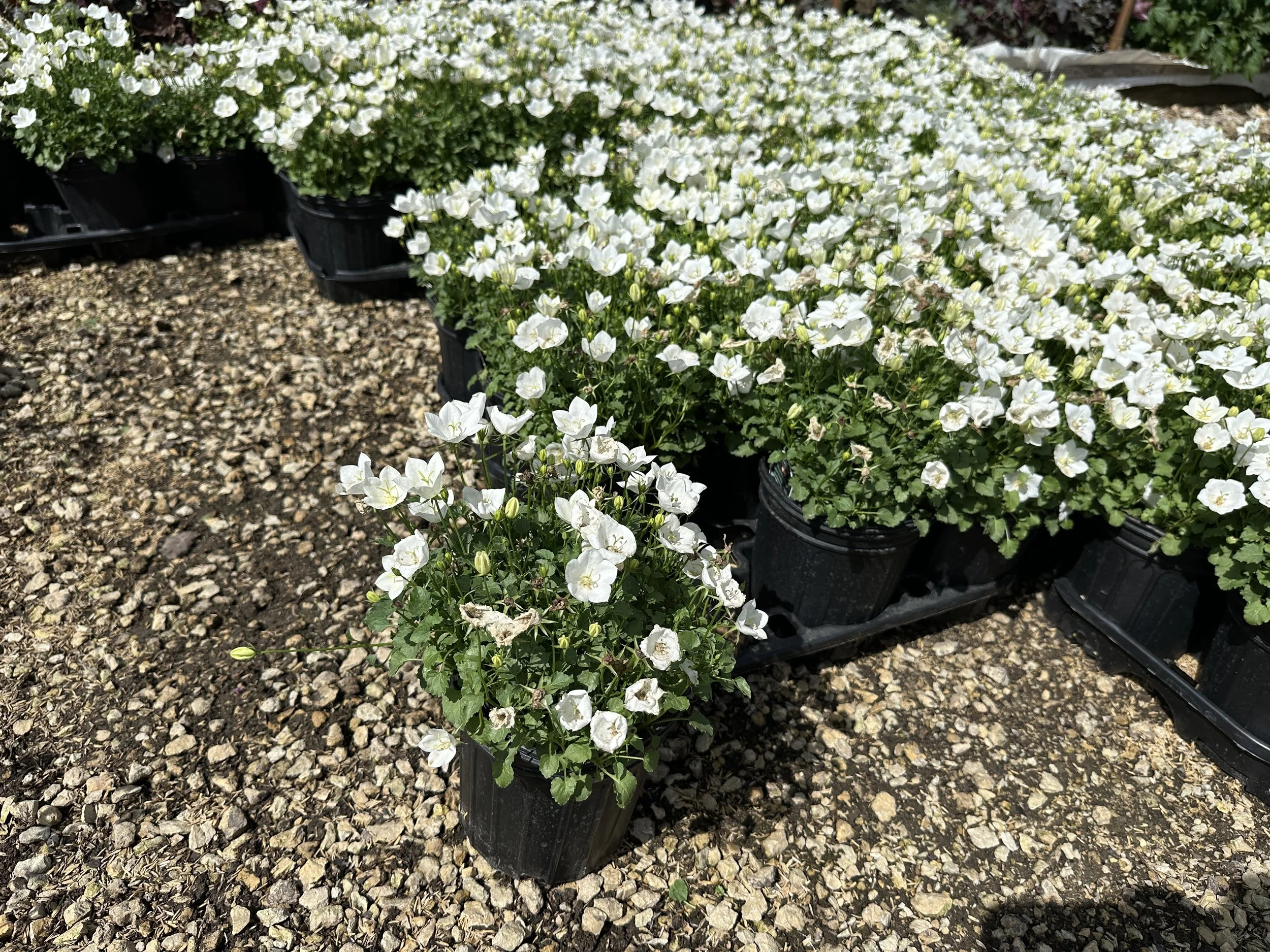 Campanula carpatica 'Rapido White'