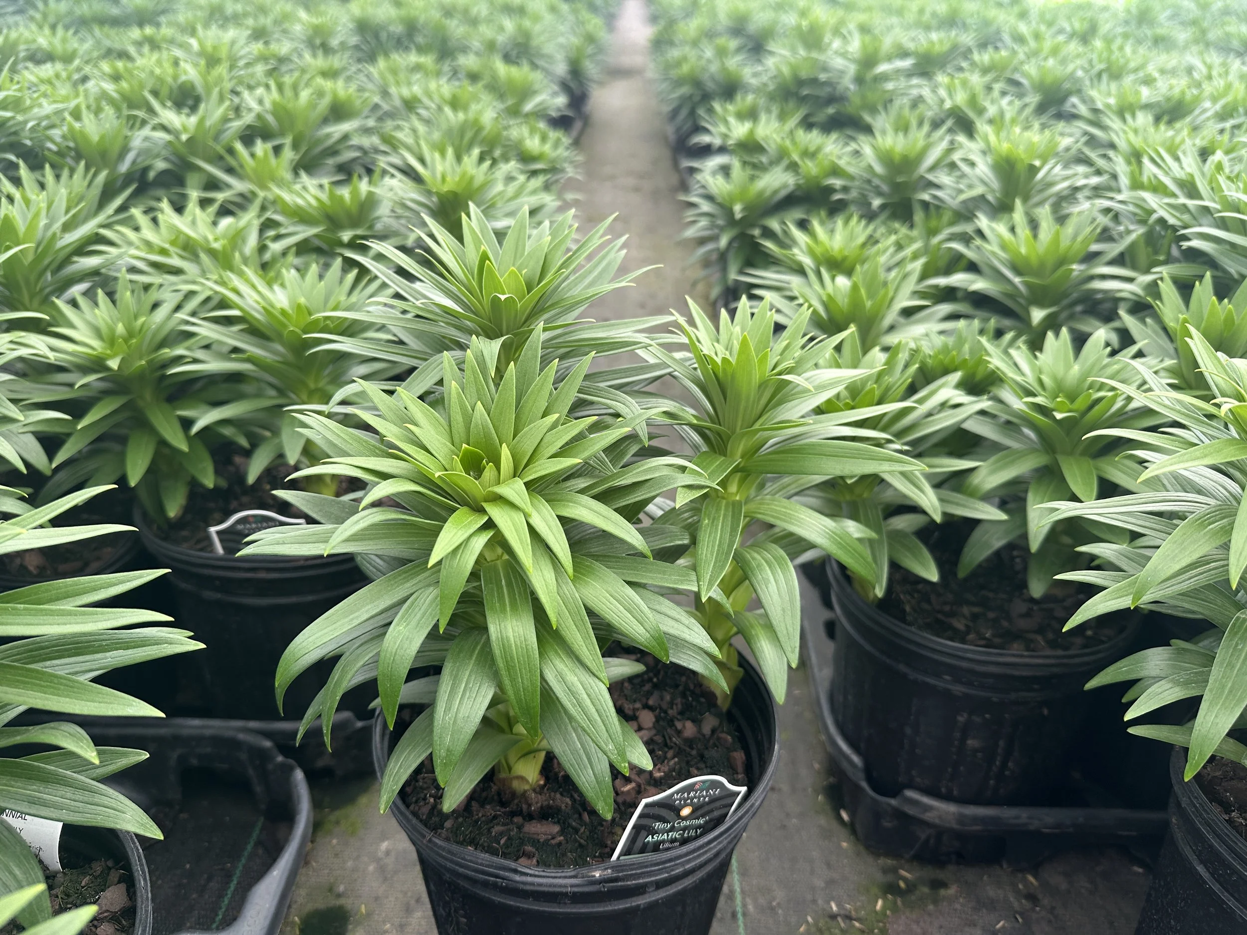 Lilium 'Tiny Cosmic' (Orange/Maroon)