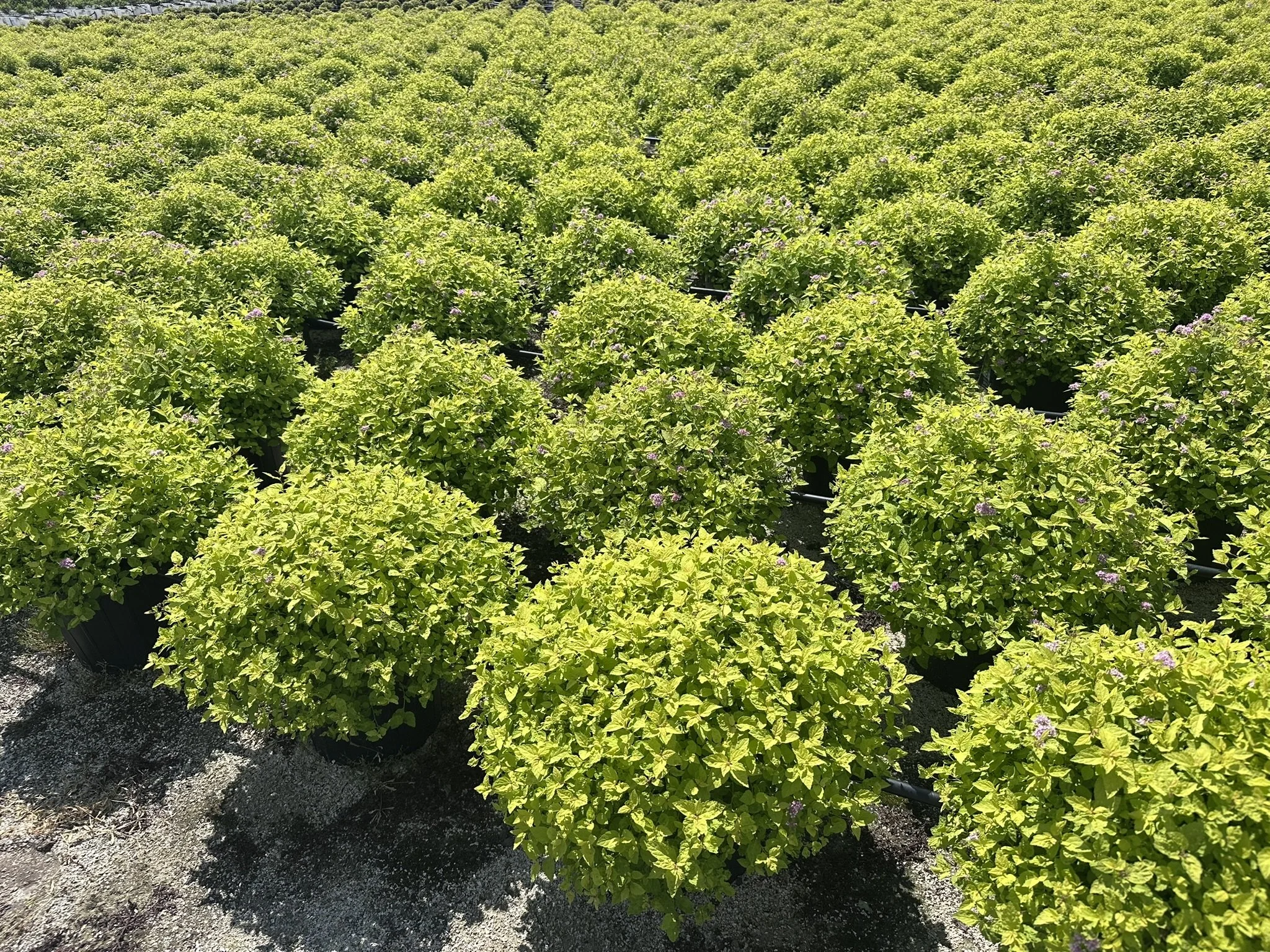 Spiraea japonica 'Gold Mound'