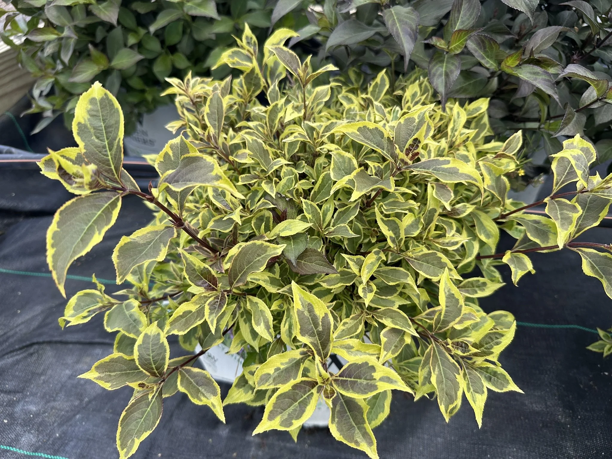 Weigela florida Bubbly Wine® 'FLORACLAR' PP35328