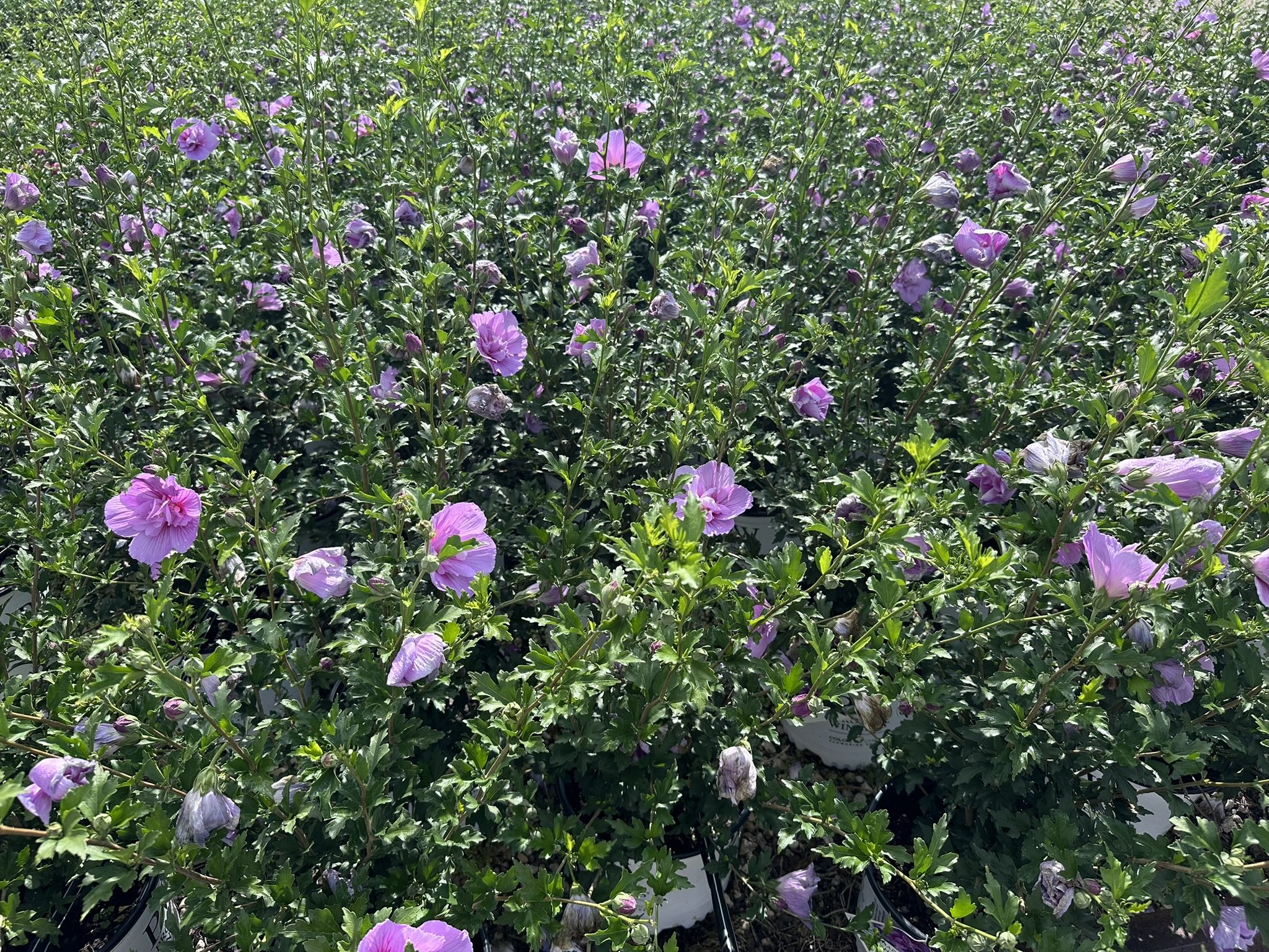 Hibiscus syriacus Dark Lavender Chiffon® 'SMNHSPCL' PP33568