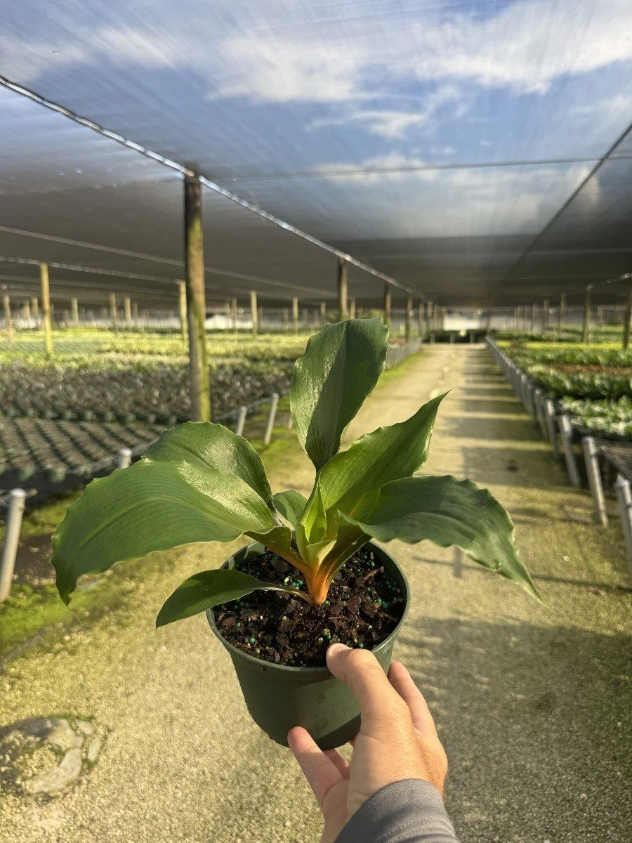 6IN Chrorphyllum Orange Glow.jpg