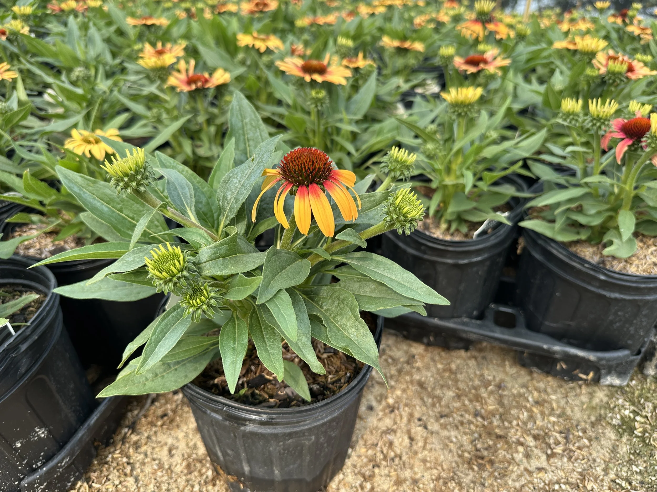 Echinacea Sunseekers® Tequila Sunrise PP34433