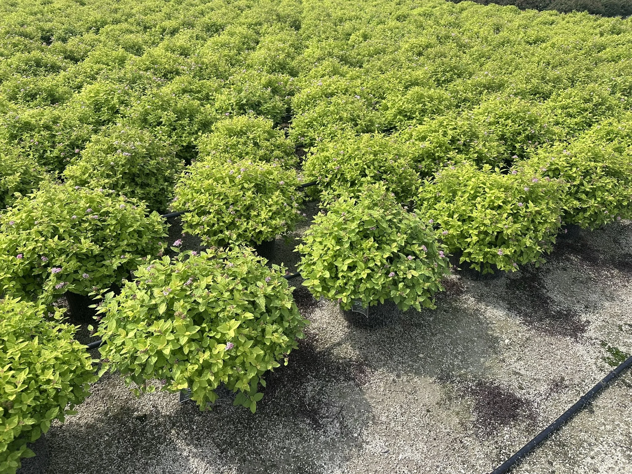 Spiraea japonica 'Gold Mound'