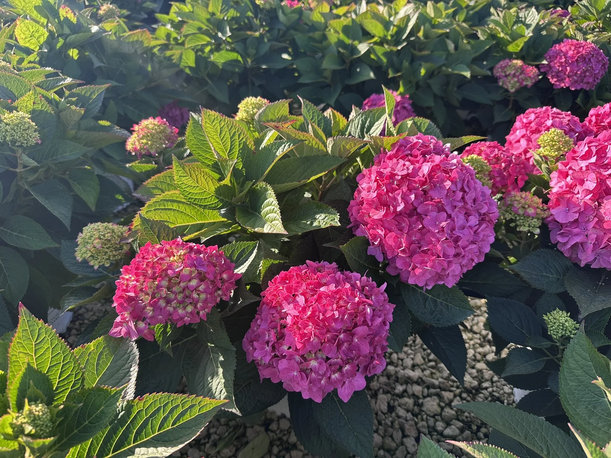 Hydrangea x Let's Dance ¡Arriba!® 'SMNHSC' PP33206
