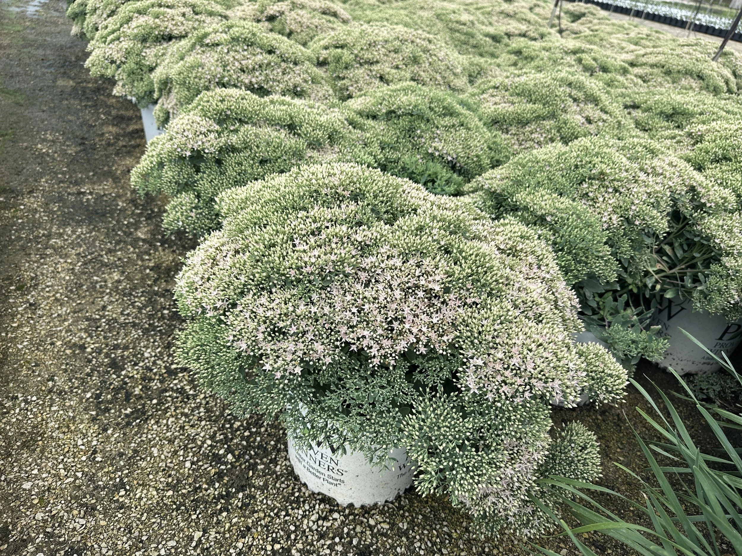 Sedum Rock 'n Round® 'Pure Joy' PP24194