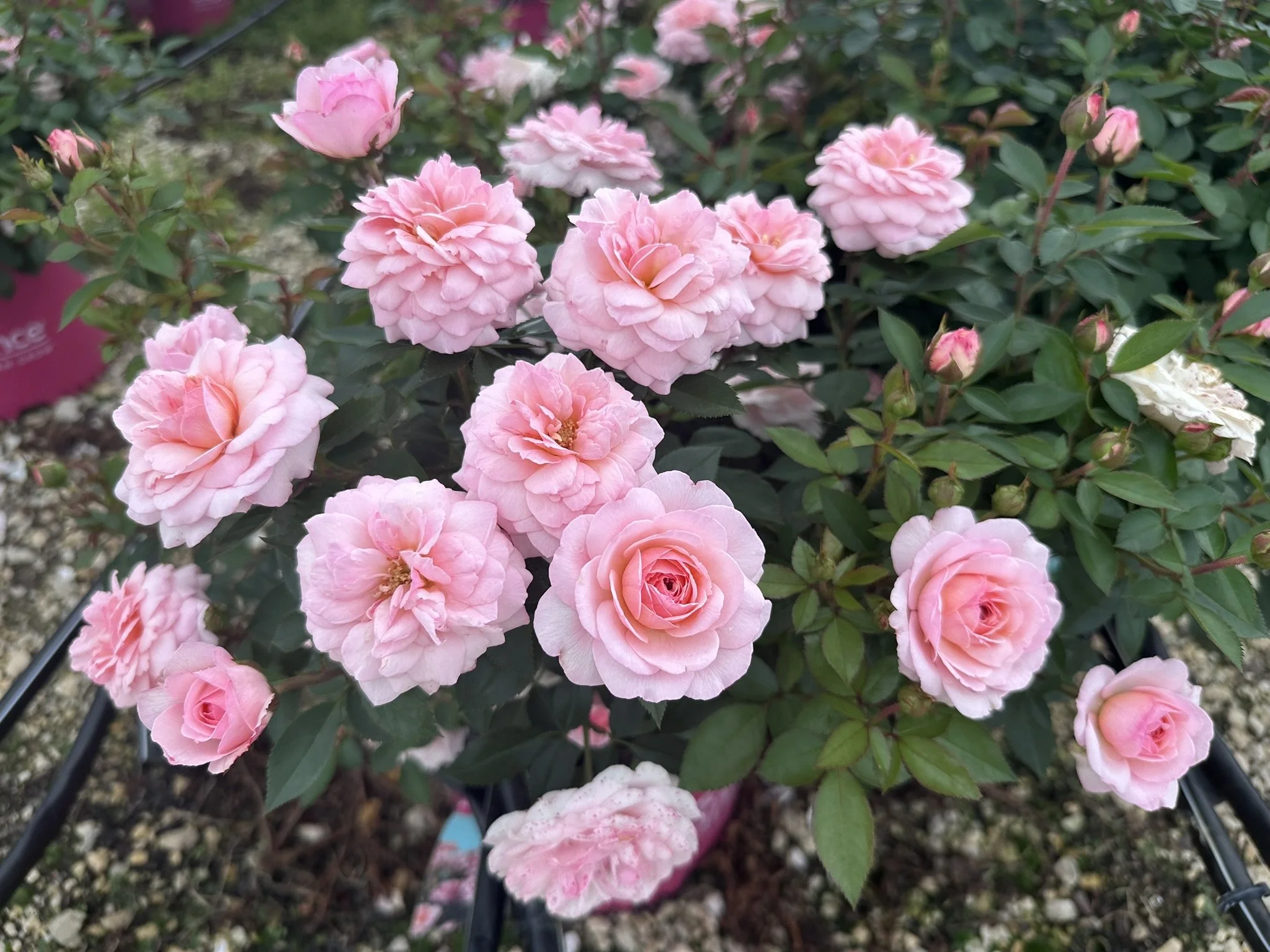 Rosa Easy Elegance® Calypso 'BAlypso'