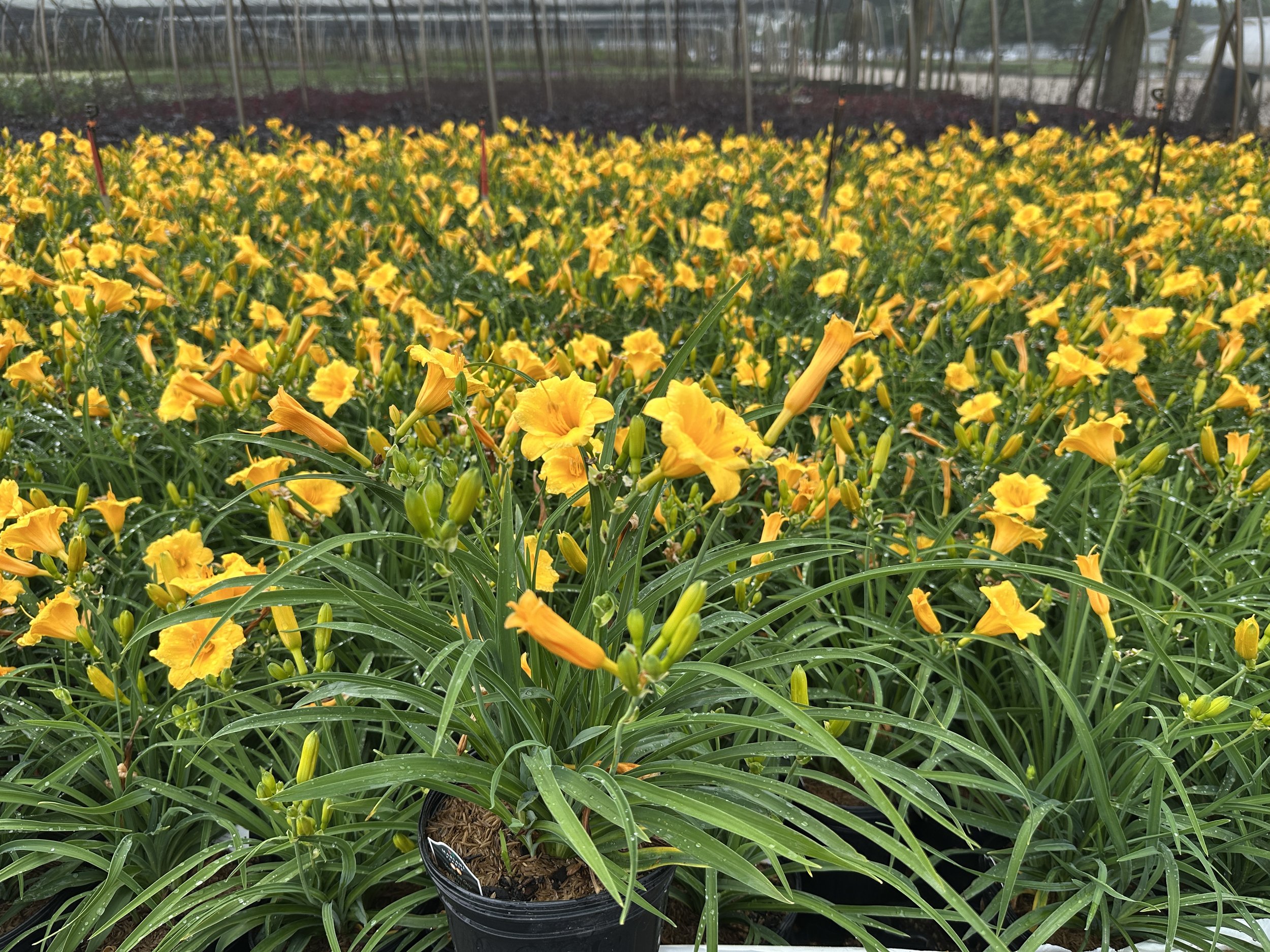 Hemerocallis 'Stella de Oro'