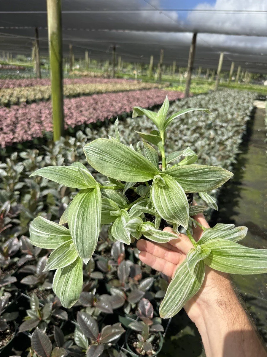 6IN Tradescantia White Pistachio.jpg