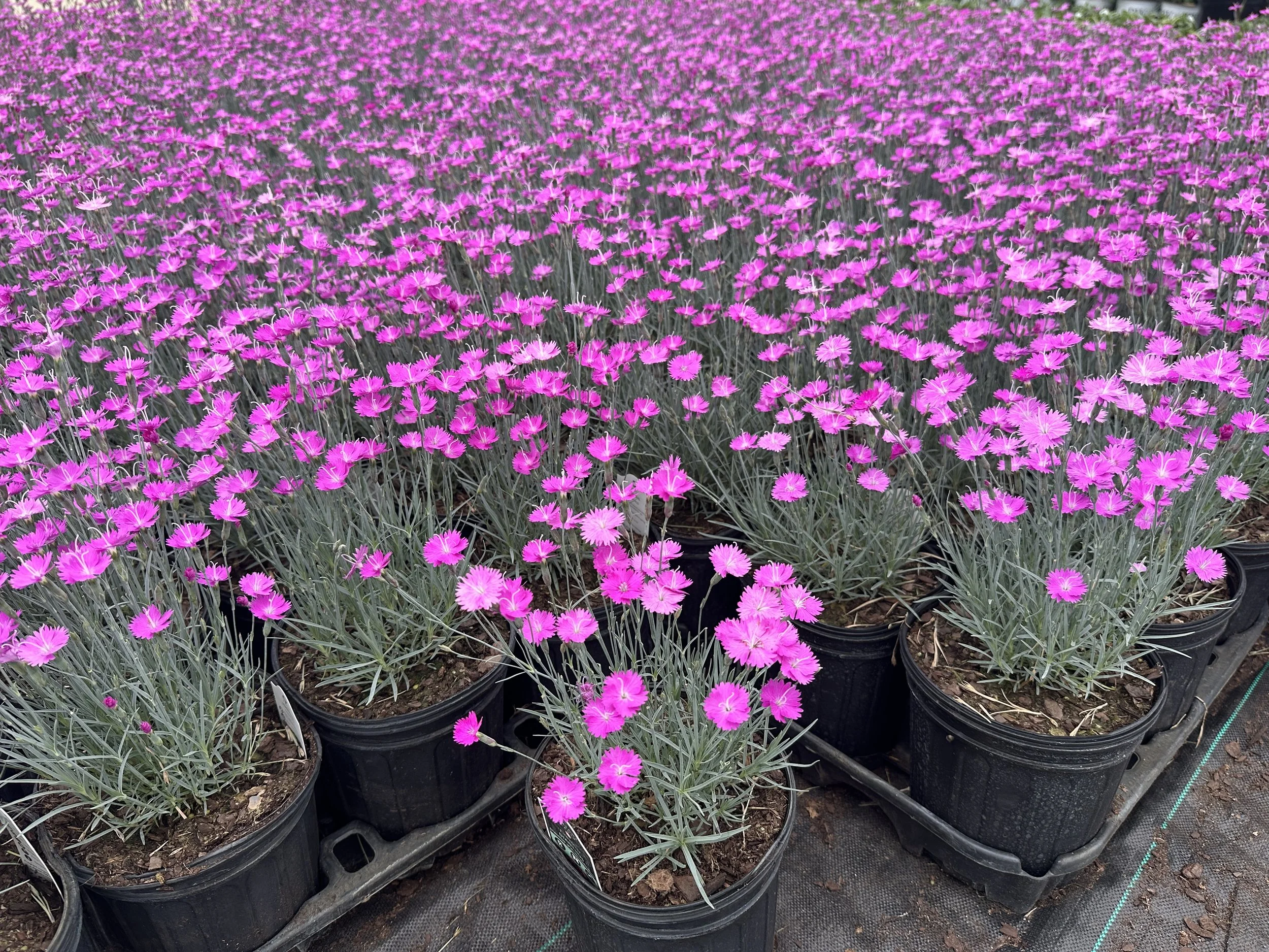 Dianthus gratianopolitanus 'Firewitch'