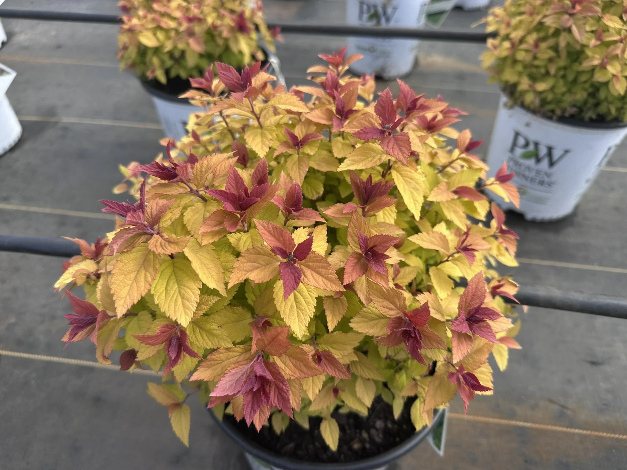 Spiraea japonica Double Play Dolly® 'SMNSJSA' PP35032