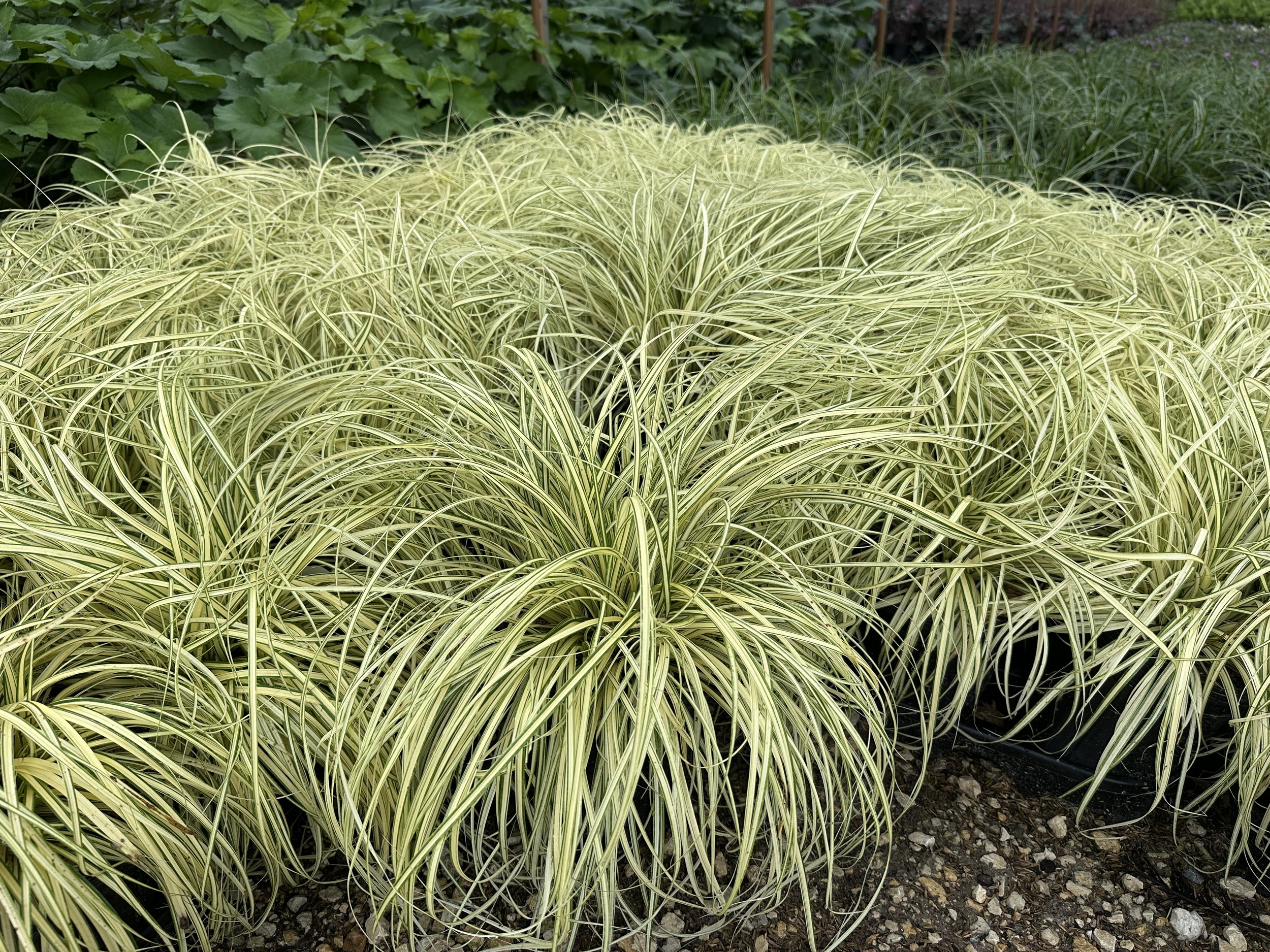 Carex hachijoensis 'Evergold'
