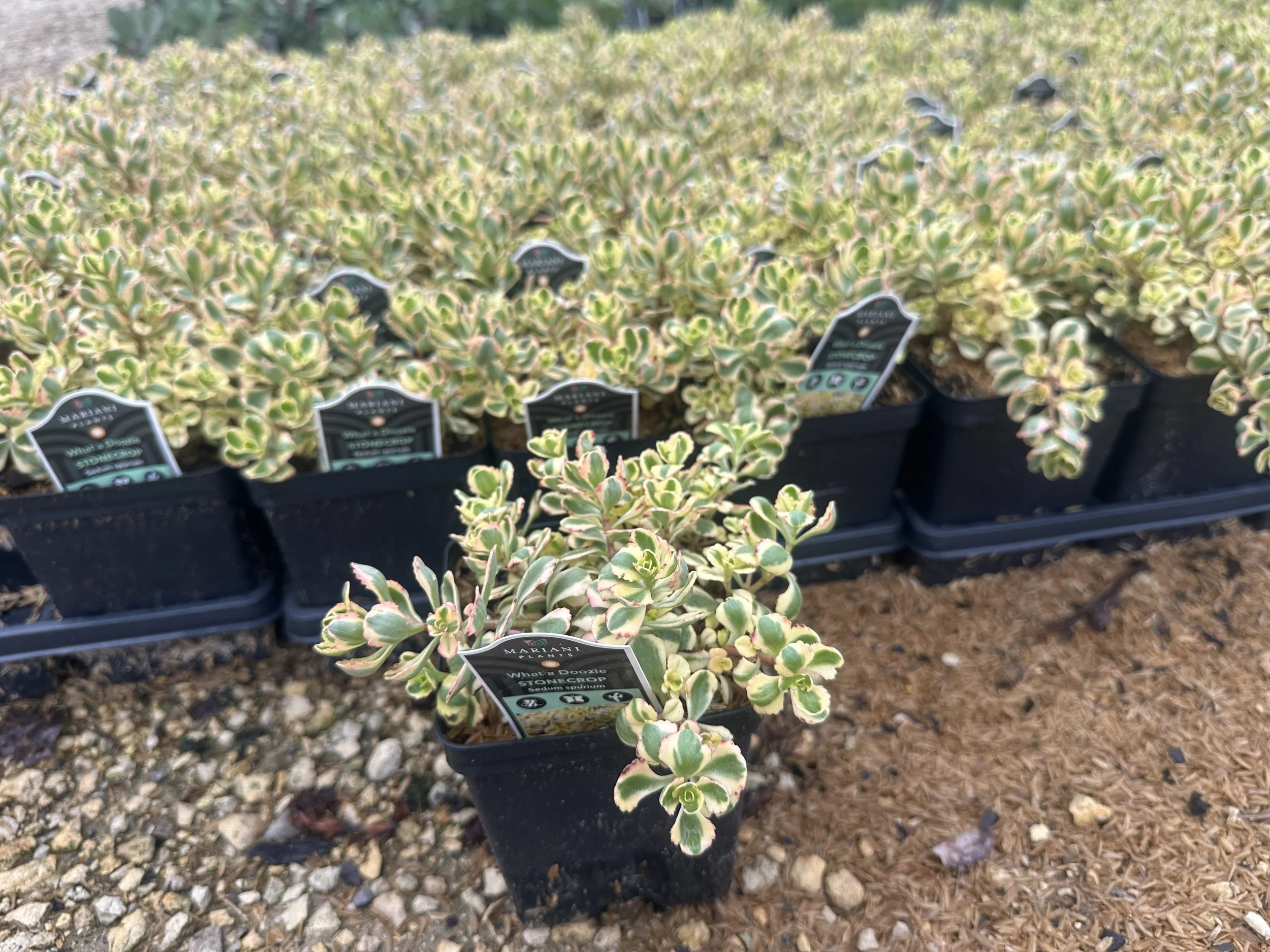 Sedum What a Doozie Qt.JPG