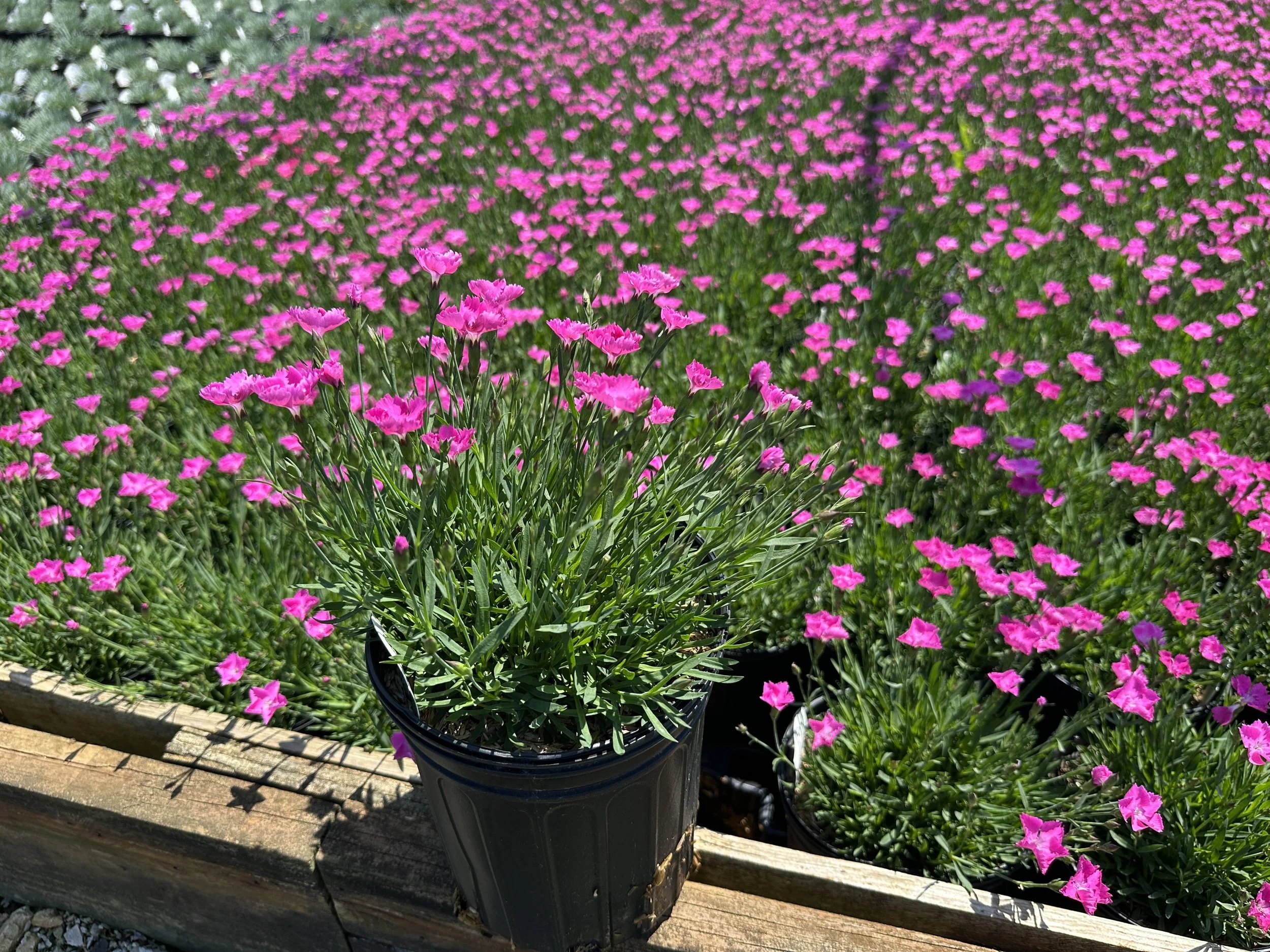 Dianthus Beauties® Kahori Pink