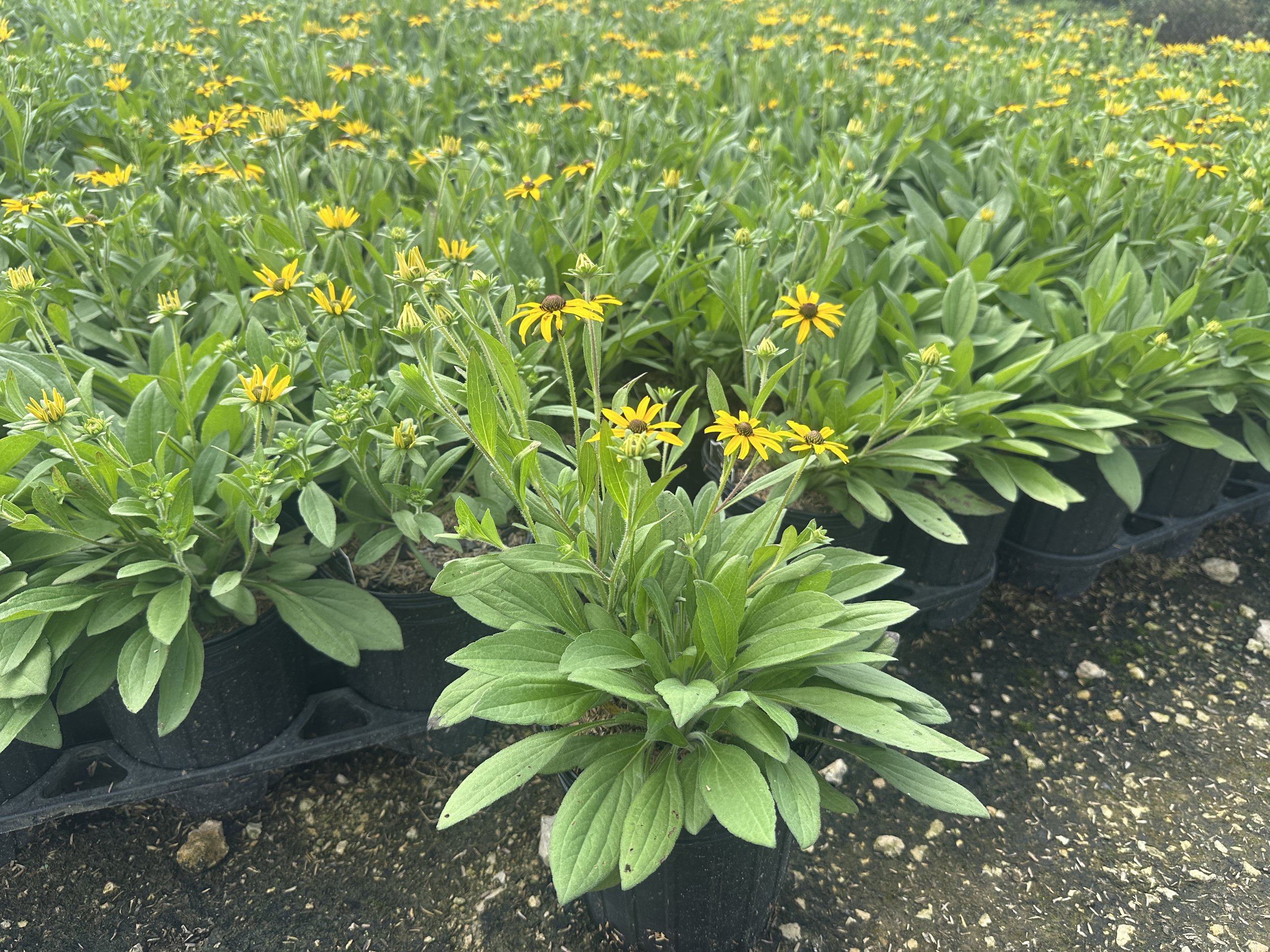 Rudbeckia 'American Gold Rush' PP28498