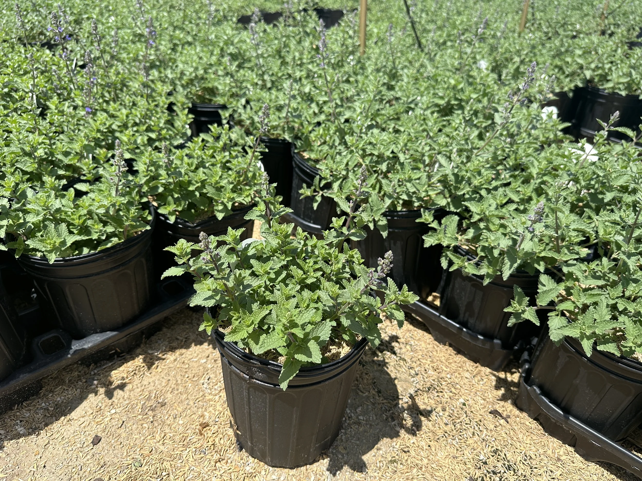 Nepeta faassenii 'Purrsian Blue' PP24788