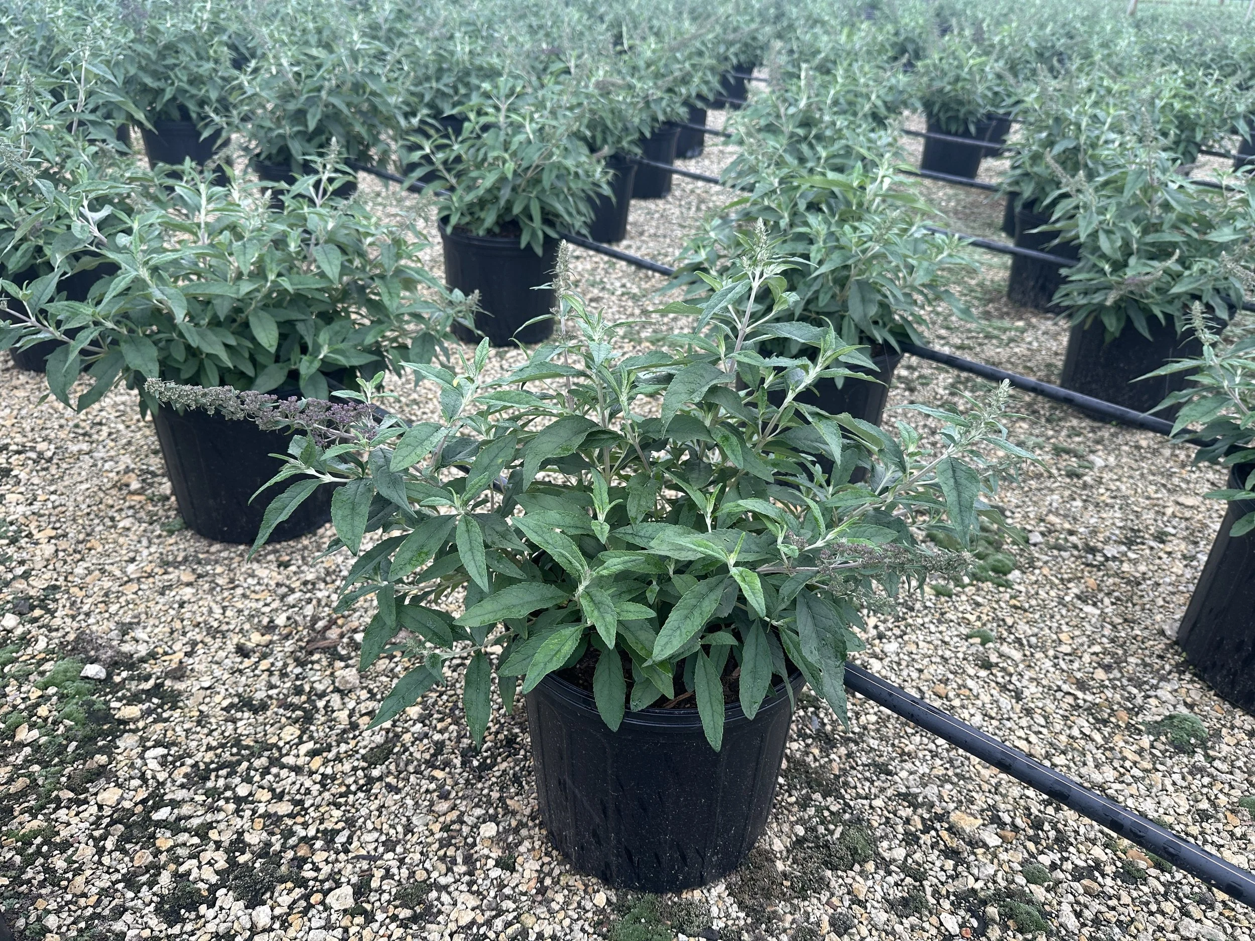 Buddleia 'Violet Cascade' PP34298