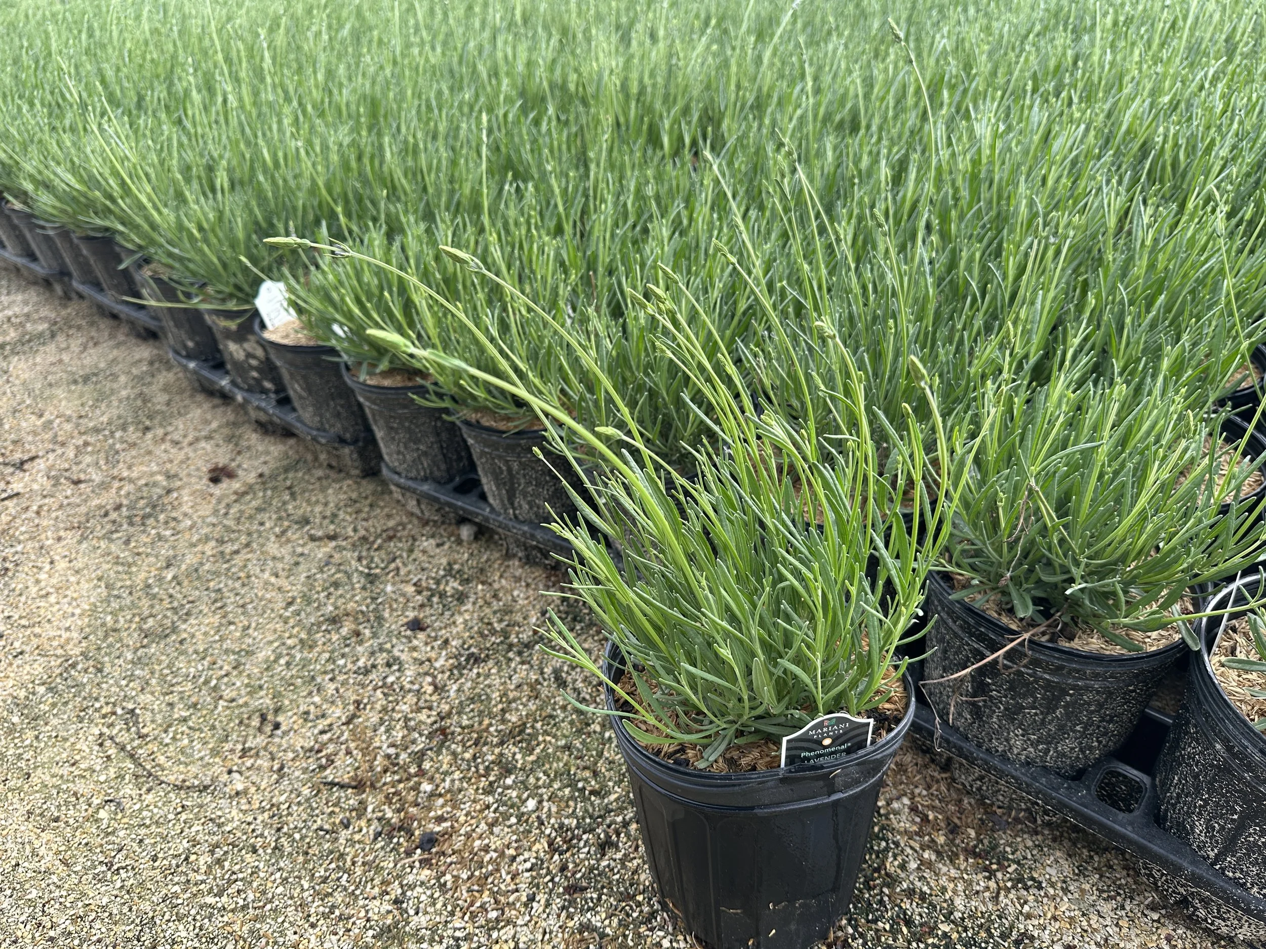 Lavandula x intermedia Phenomenal® 'Niko' PP24193