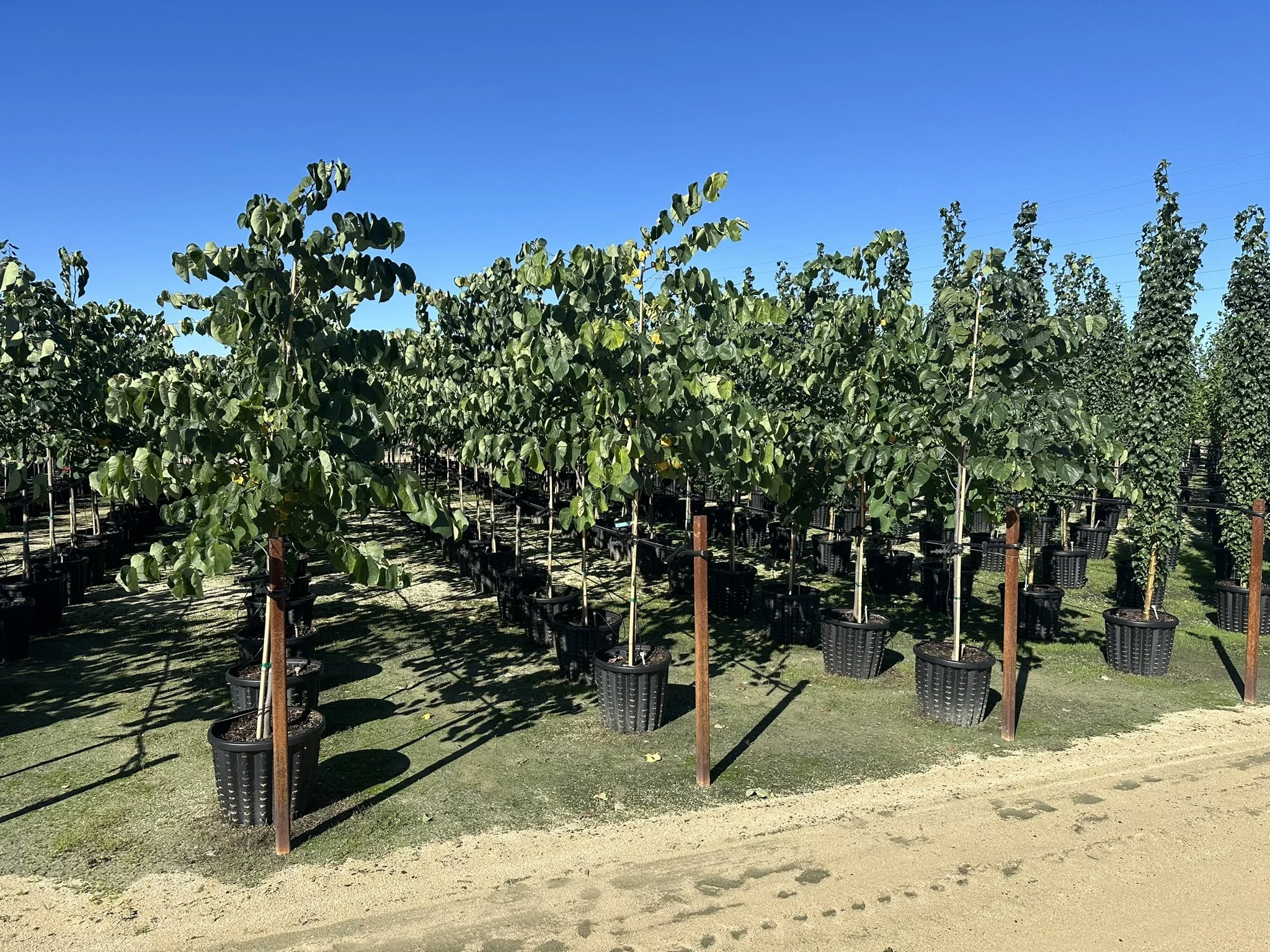 Cercis canadensis