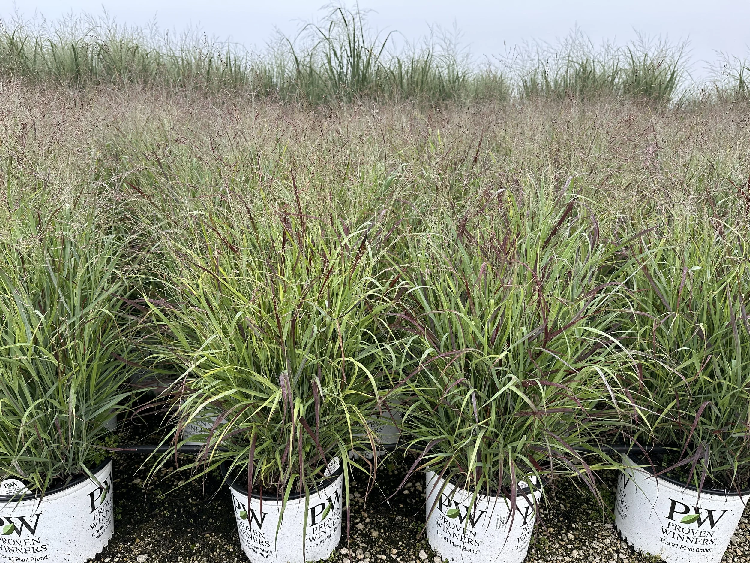 Panicum virgatum Prairie Winds® 'Cheyenne Sky' PP23209