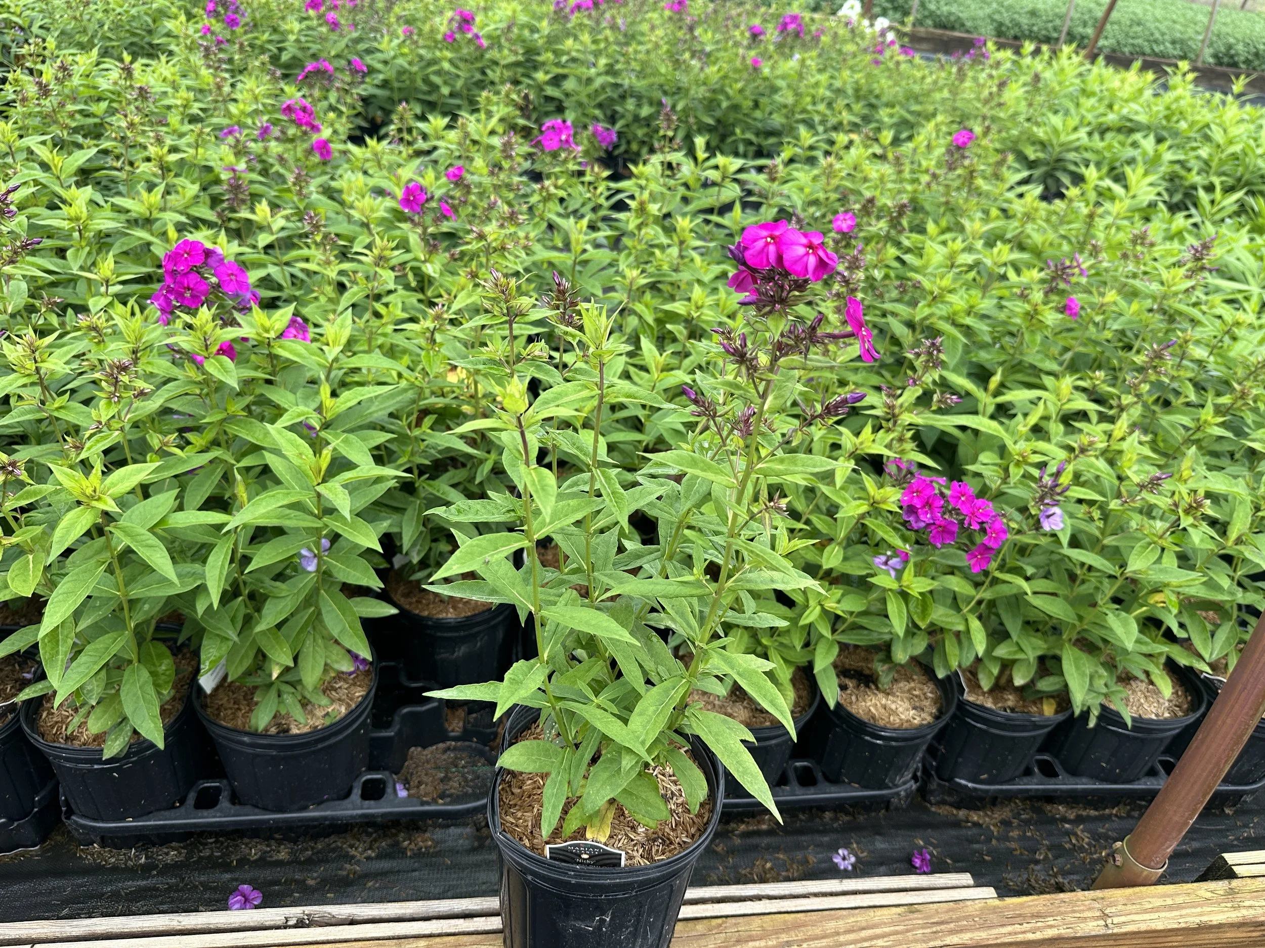 Phlox Nicky.JPG