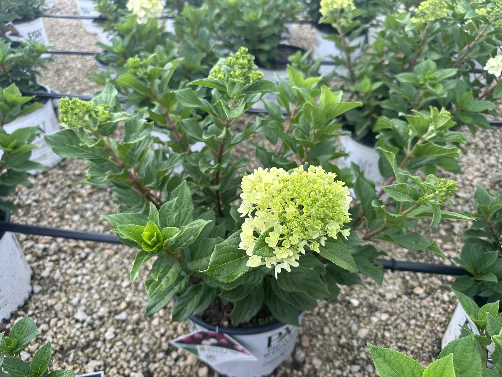 Hydrangea paniculata Little Lime Punch® 'SMNHPH' PP33207