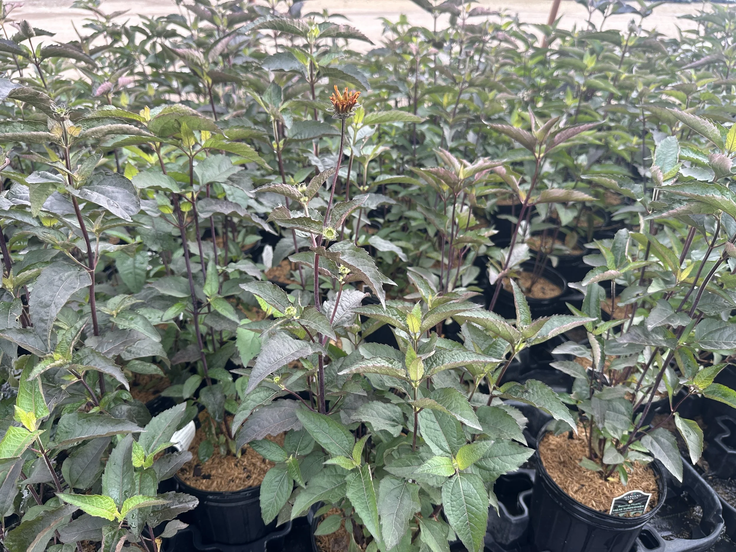 Heliopsis Burning Hearts.JPG