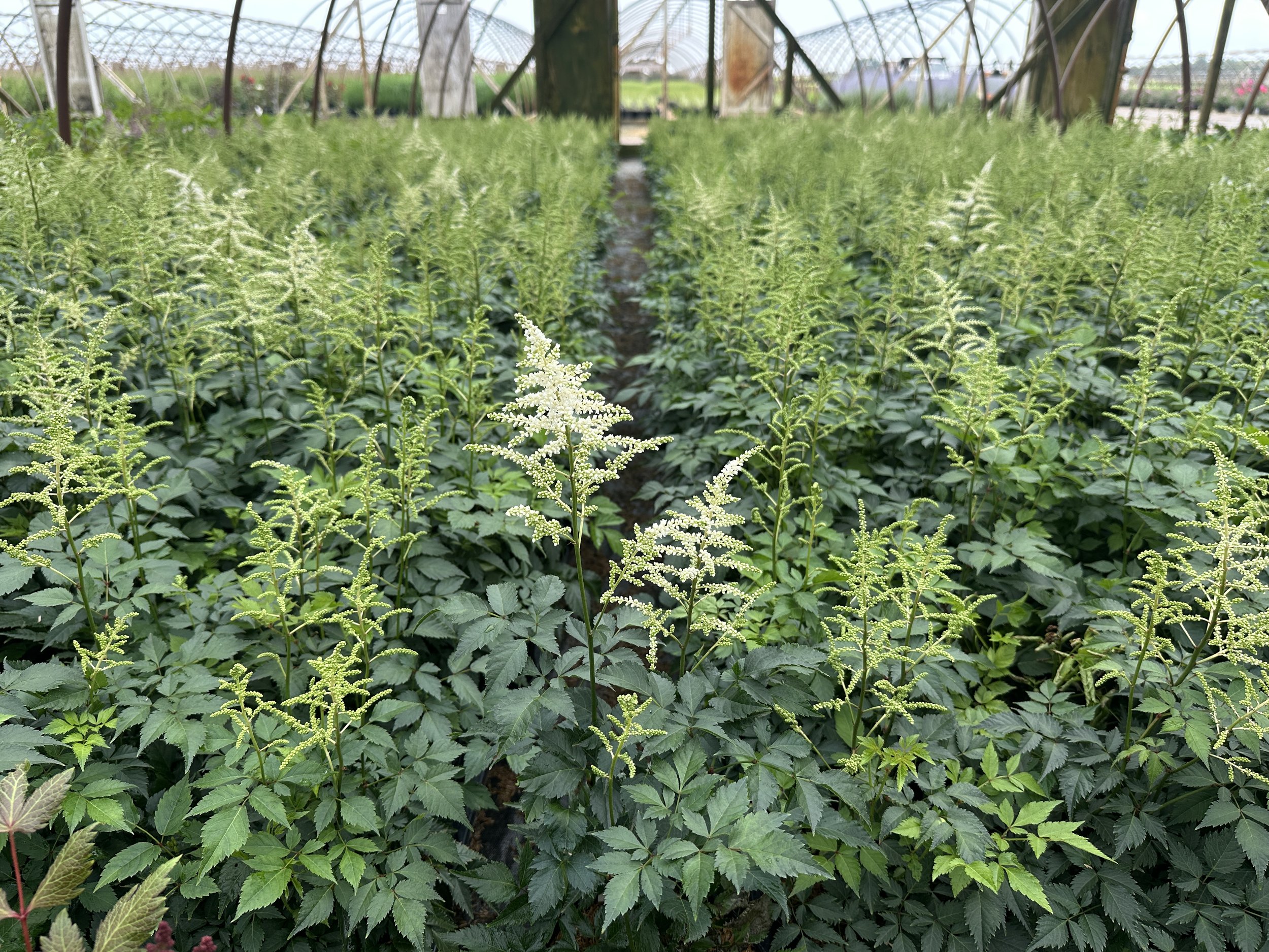 Astilbe 'Deutschland'