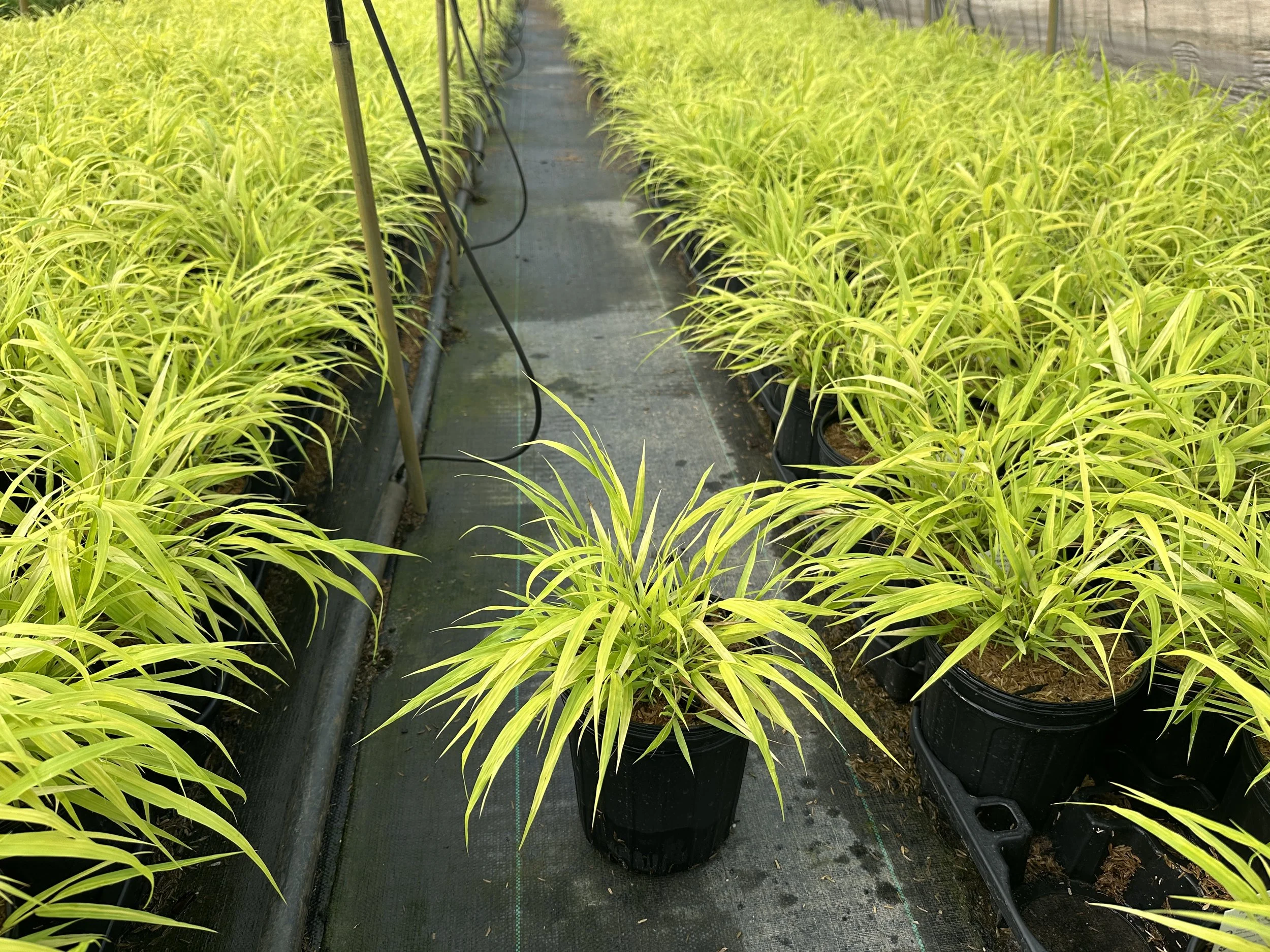 Hakonechloa macra 'All Gold'