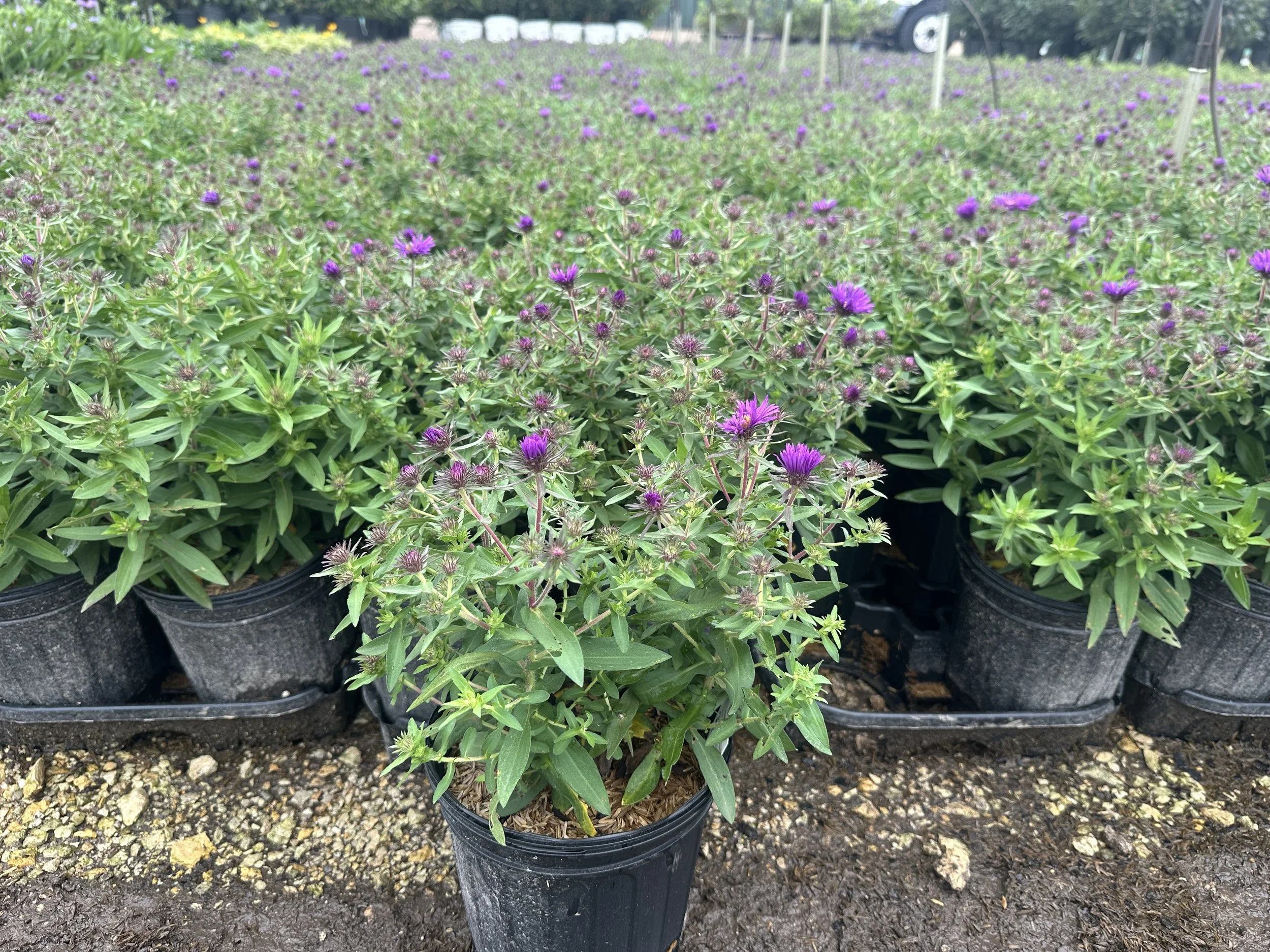 Aster novae-angliae 'Purple Dome'