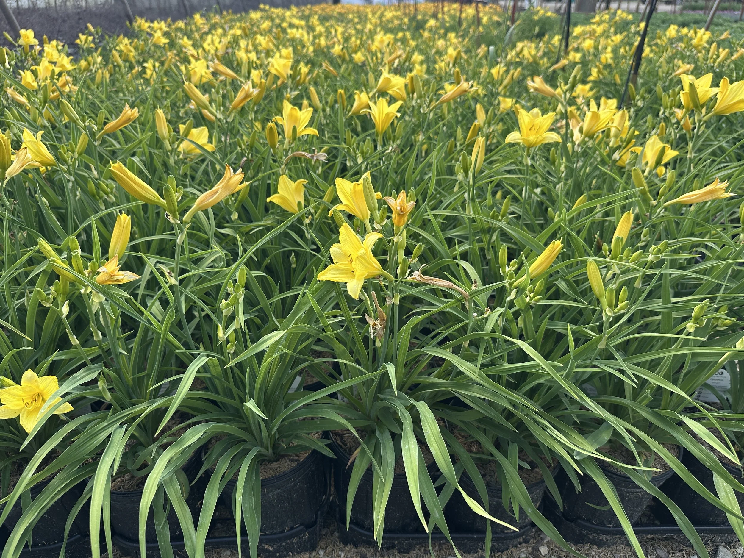 Hemerocallis 'Happy Returns'