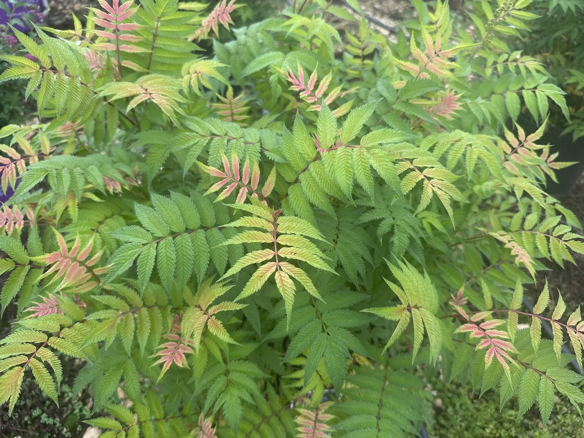 Sorbaria sorbifolia 'Sem' PP16336