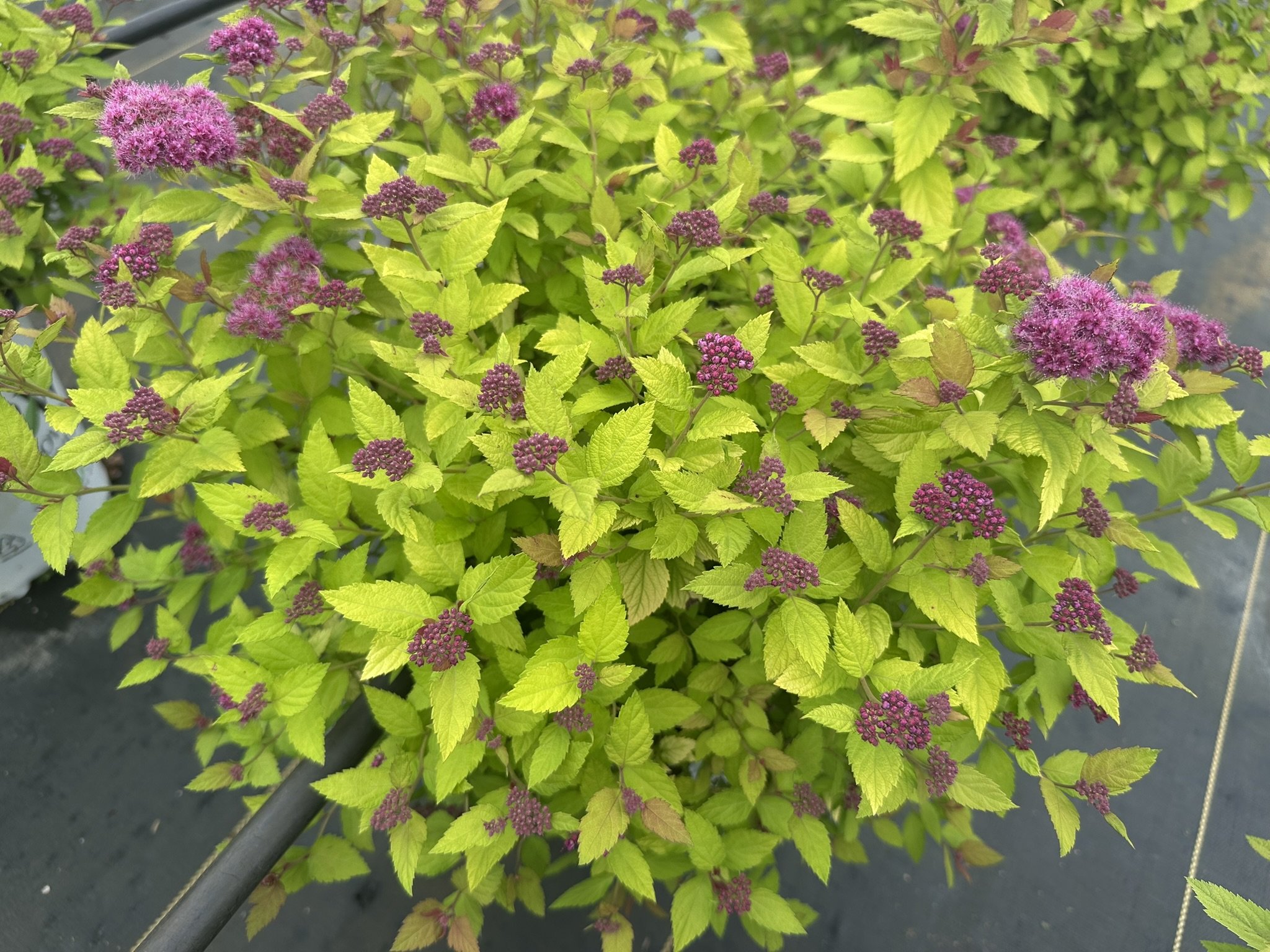 Spiraea japonica Double Play Dolly® 'SMNSJSA' PP35032