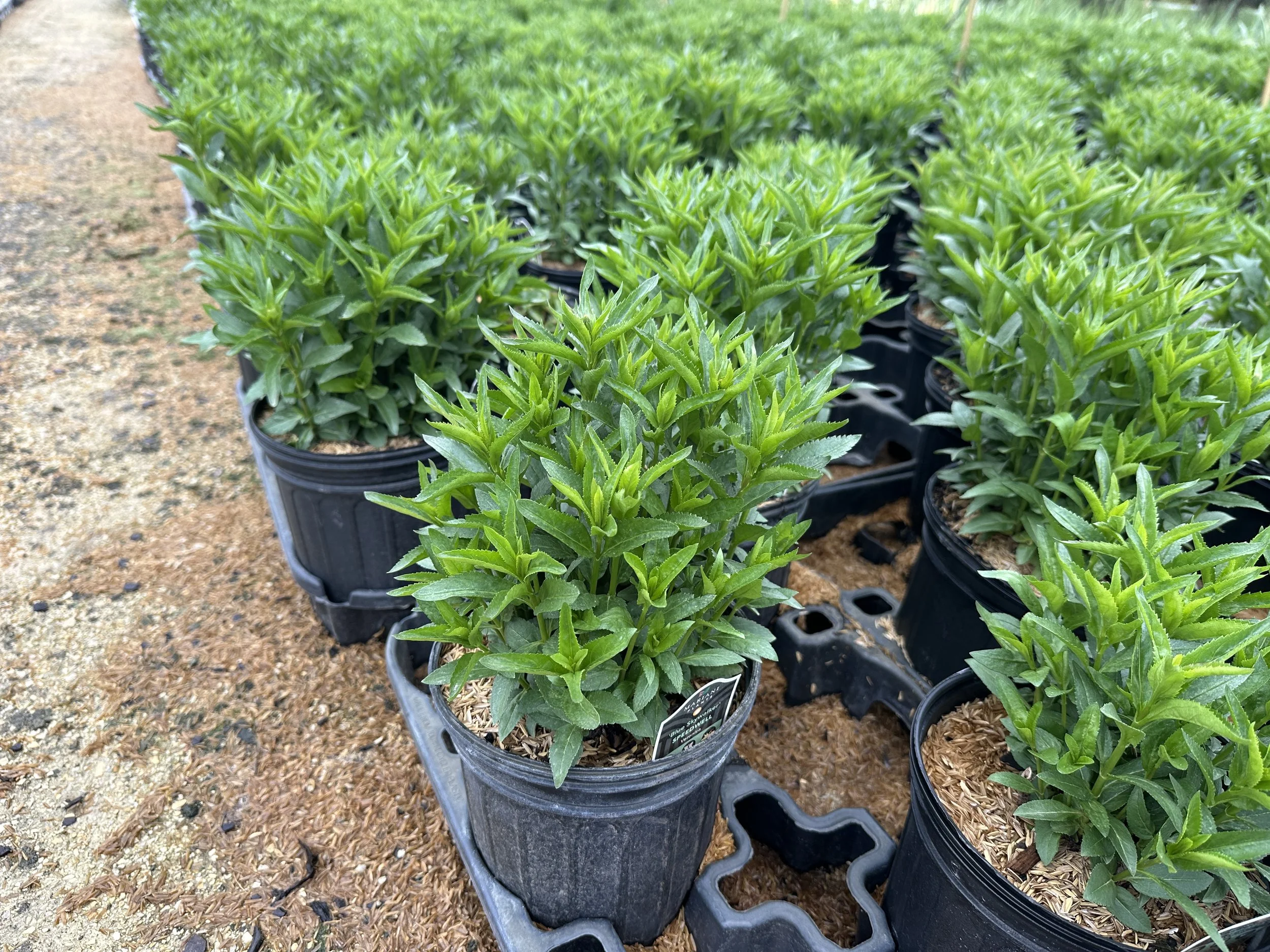 Veronica 'Blue Skywalker' PP29406