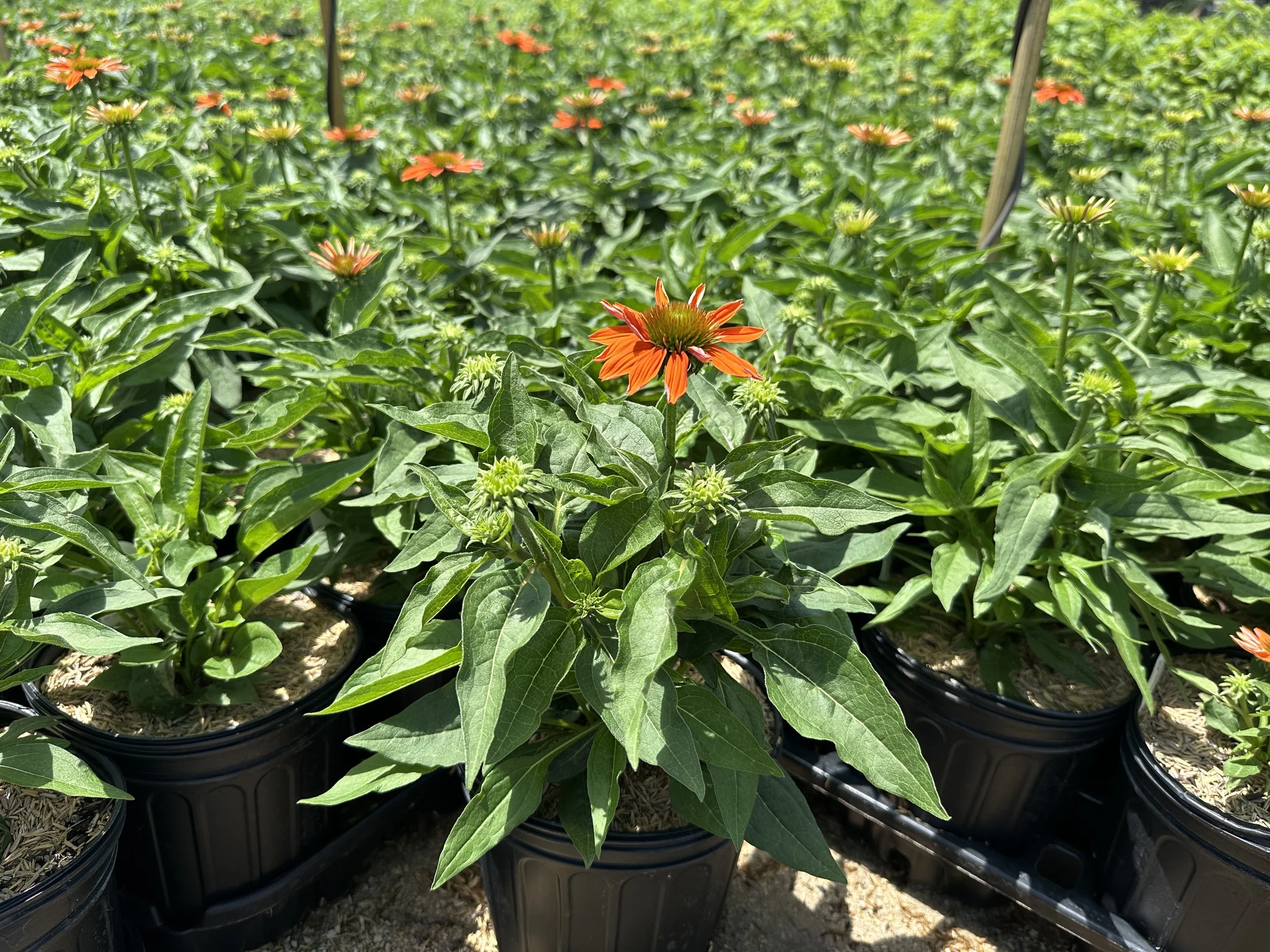 Echinacea Sombrero® Adobe Orange 'Balsomador' PP26639