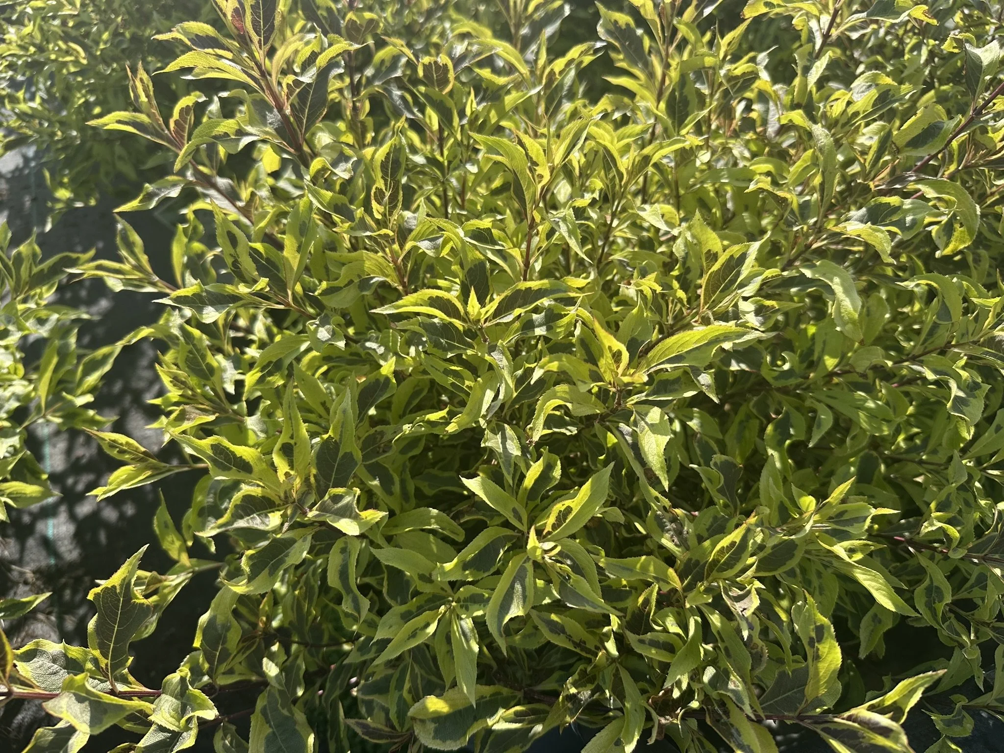 Weigela florida Bubbly Wine® 'FLORACLAR' PP35328