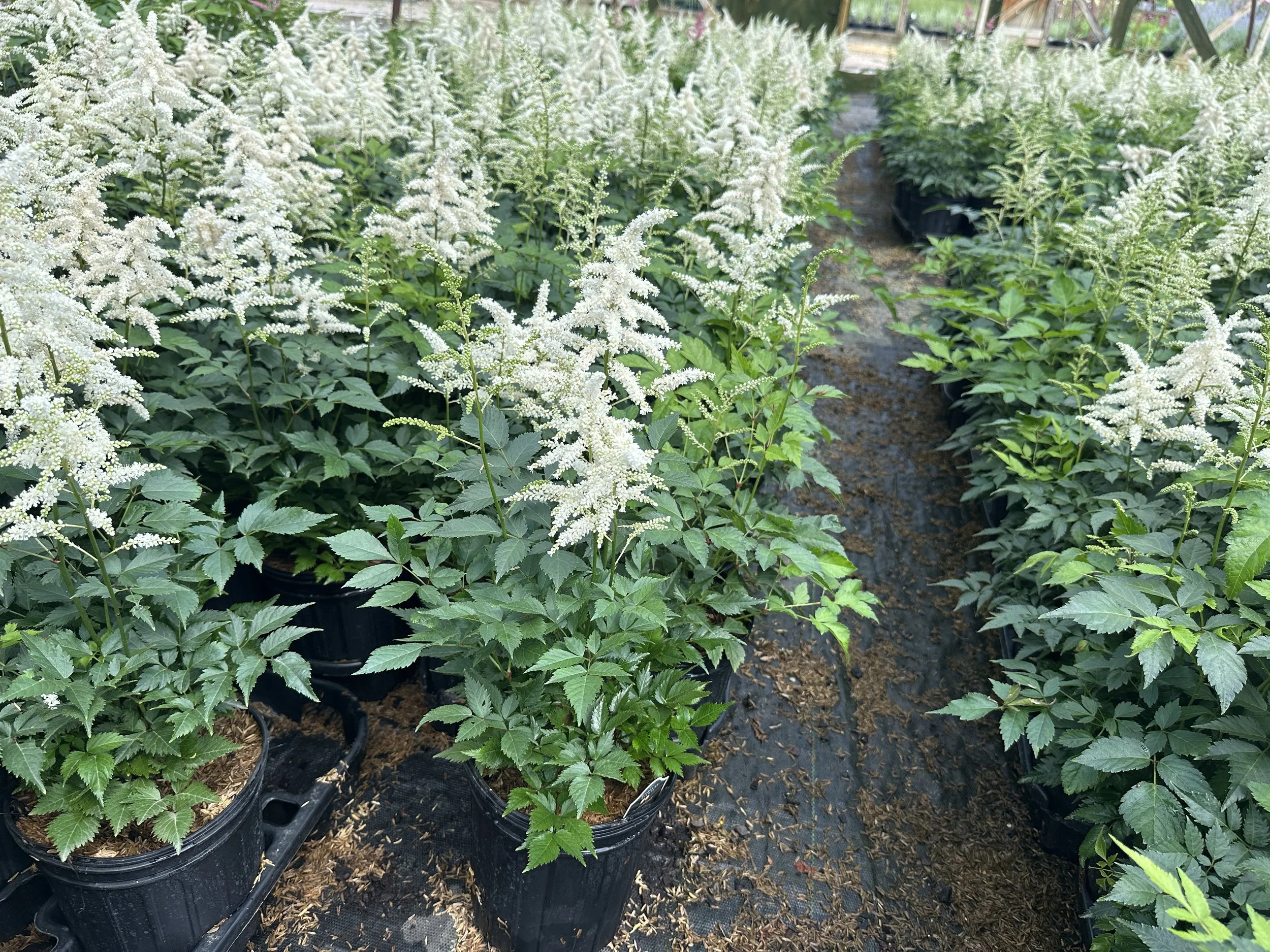 Astilbe 'Deutschland'