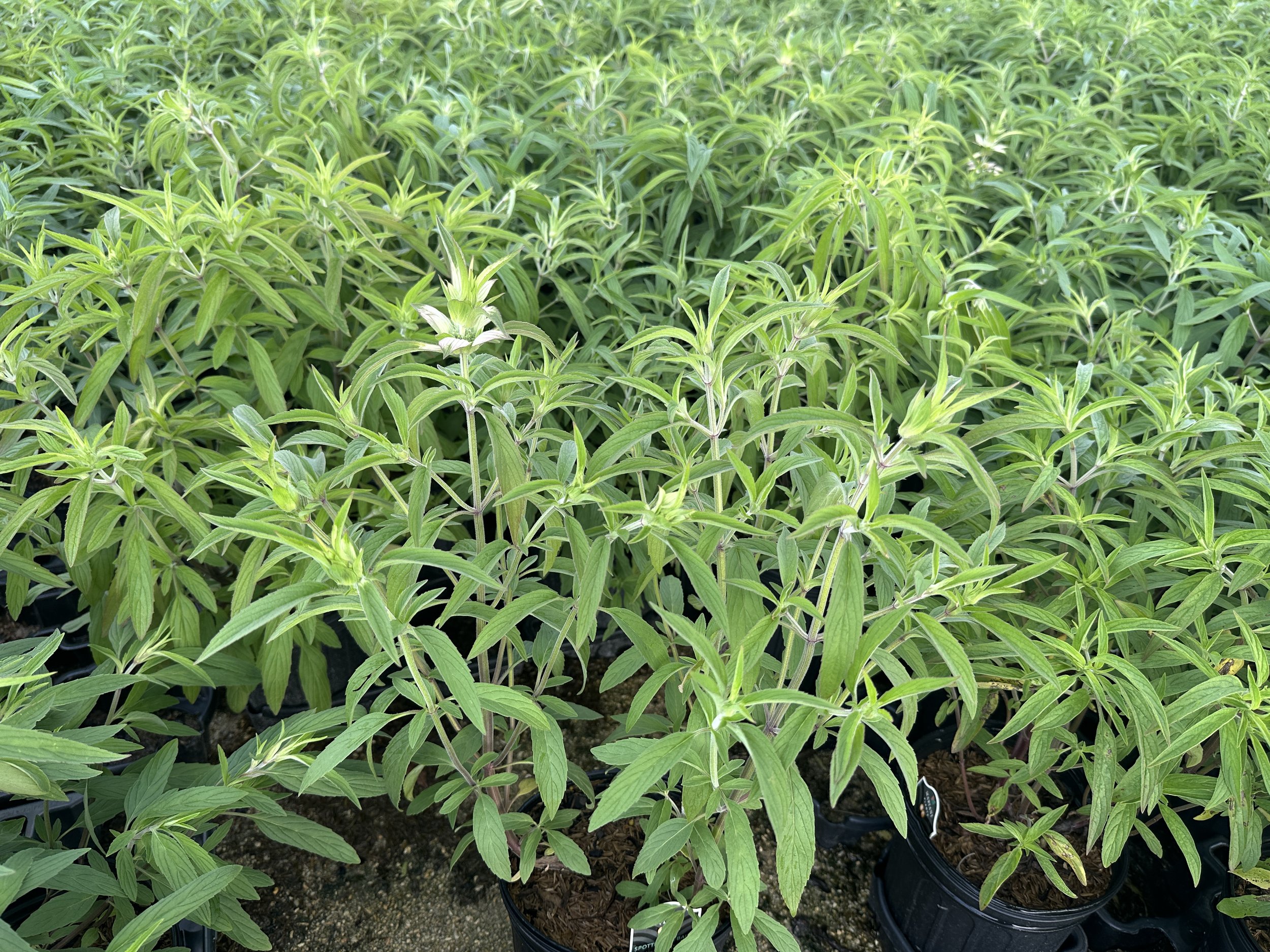 Monarda punctata.JPG