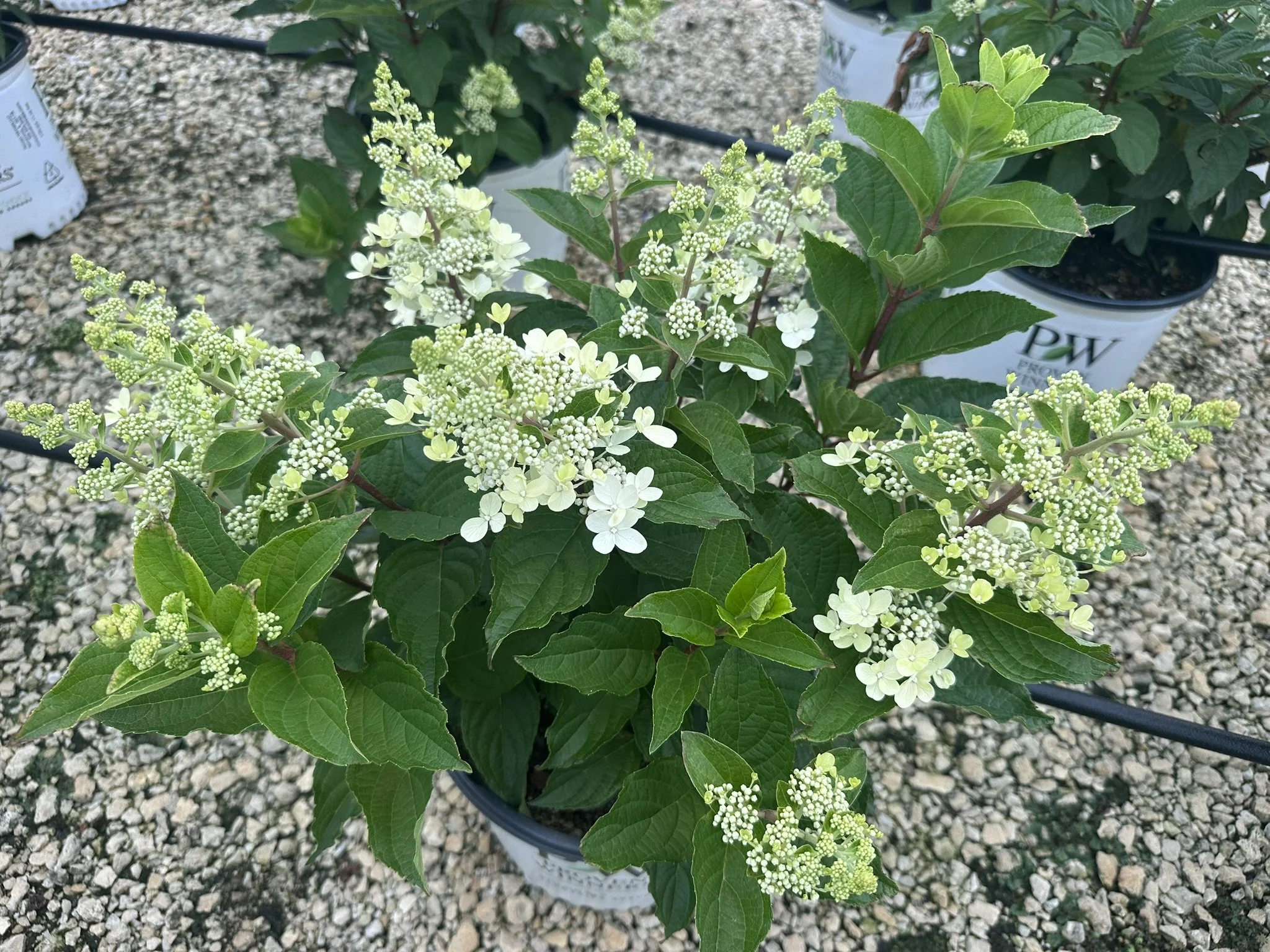 Hydrangea paniculata Pinky Winky Prime® 'ILVOHPPRM' PP35334