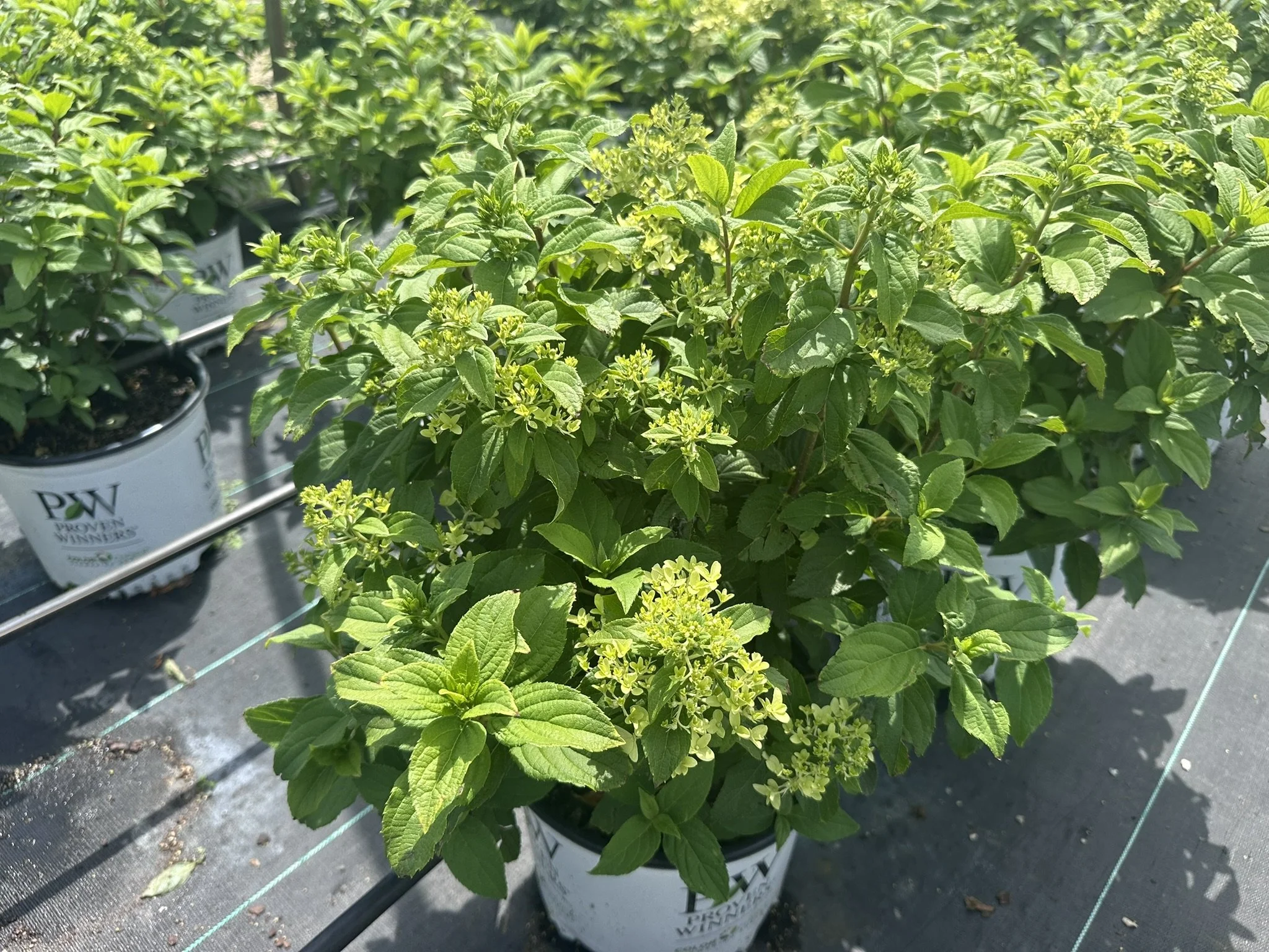 Hydrangea paniculata Quick Fire Fab® 'SMNHPM' PP32513