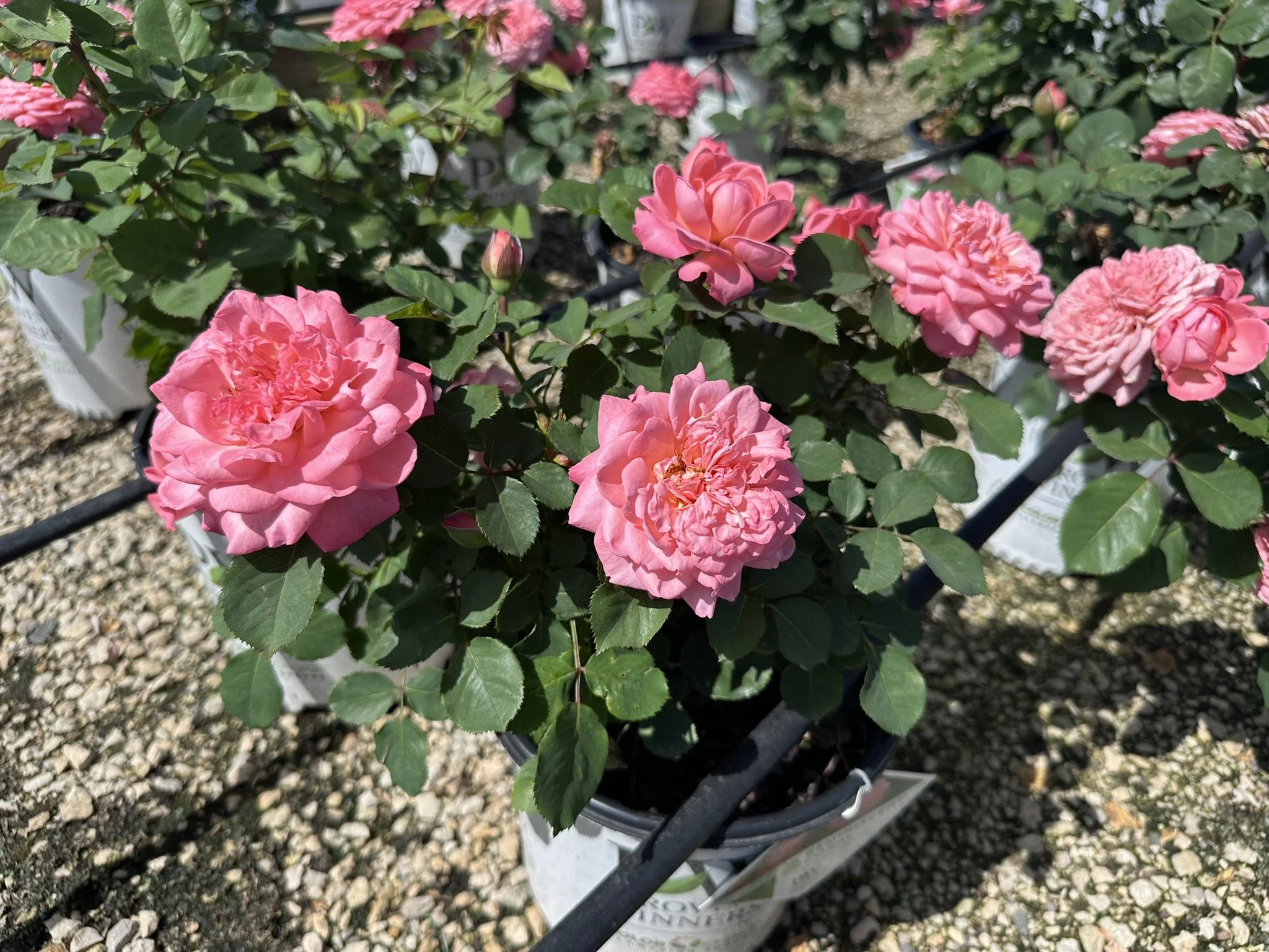 Rosa Reminiscent® Coral 'BOZFRA221' PP34963