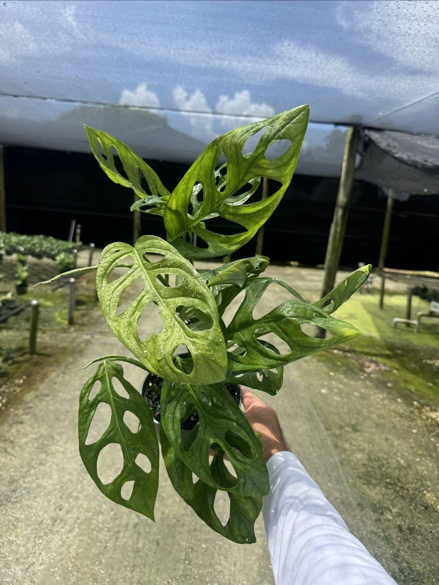 6IN Monstera Epipremnoides.jpg