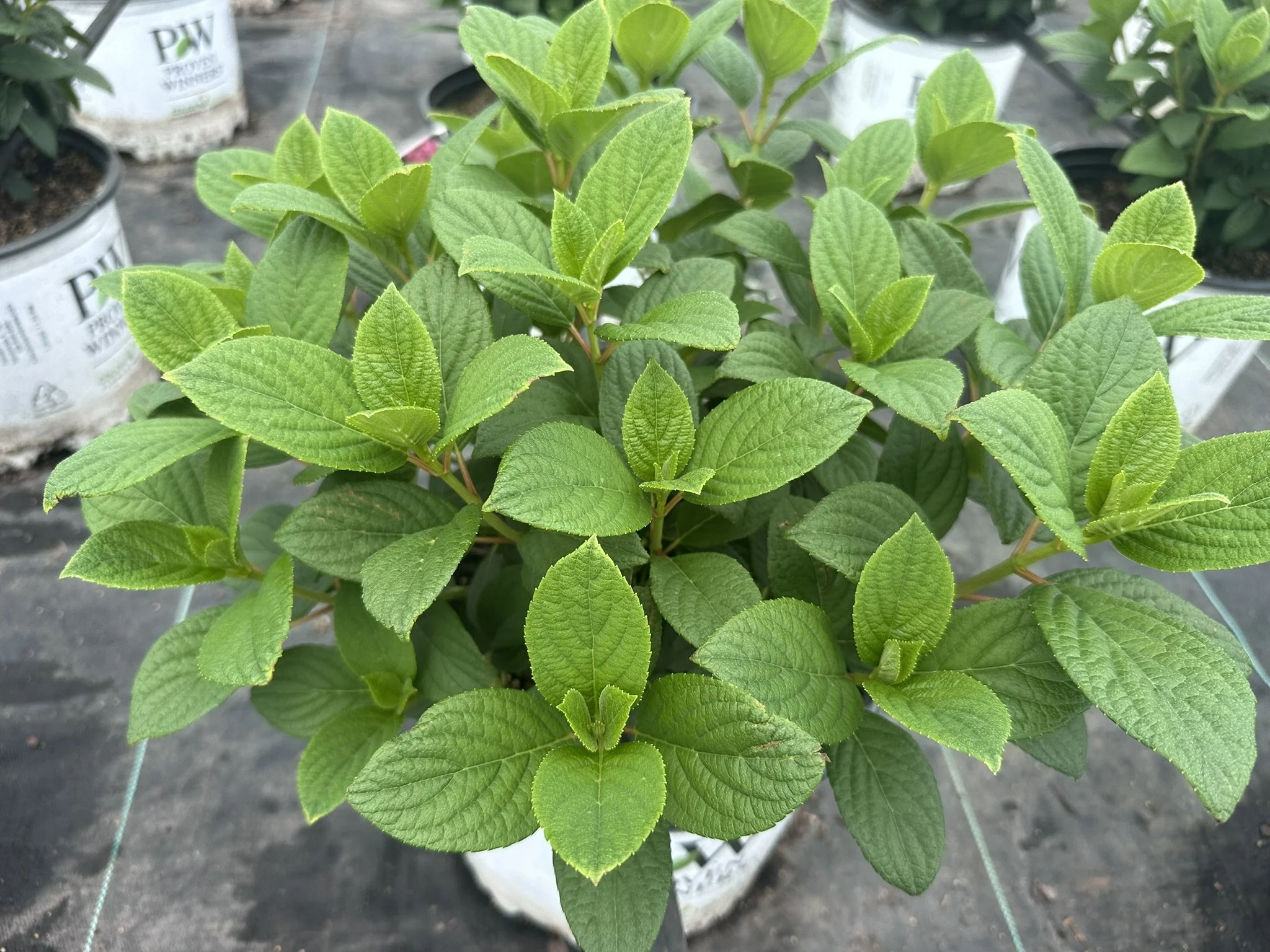Hydrangea paniculata Little Quick Fire® 'SMHPLQF' PP25136